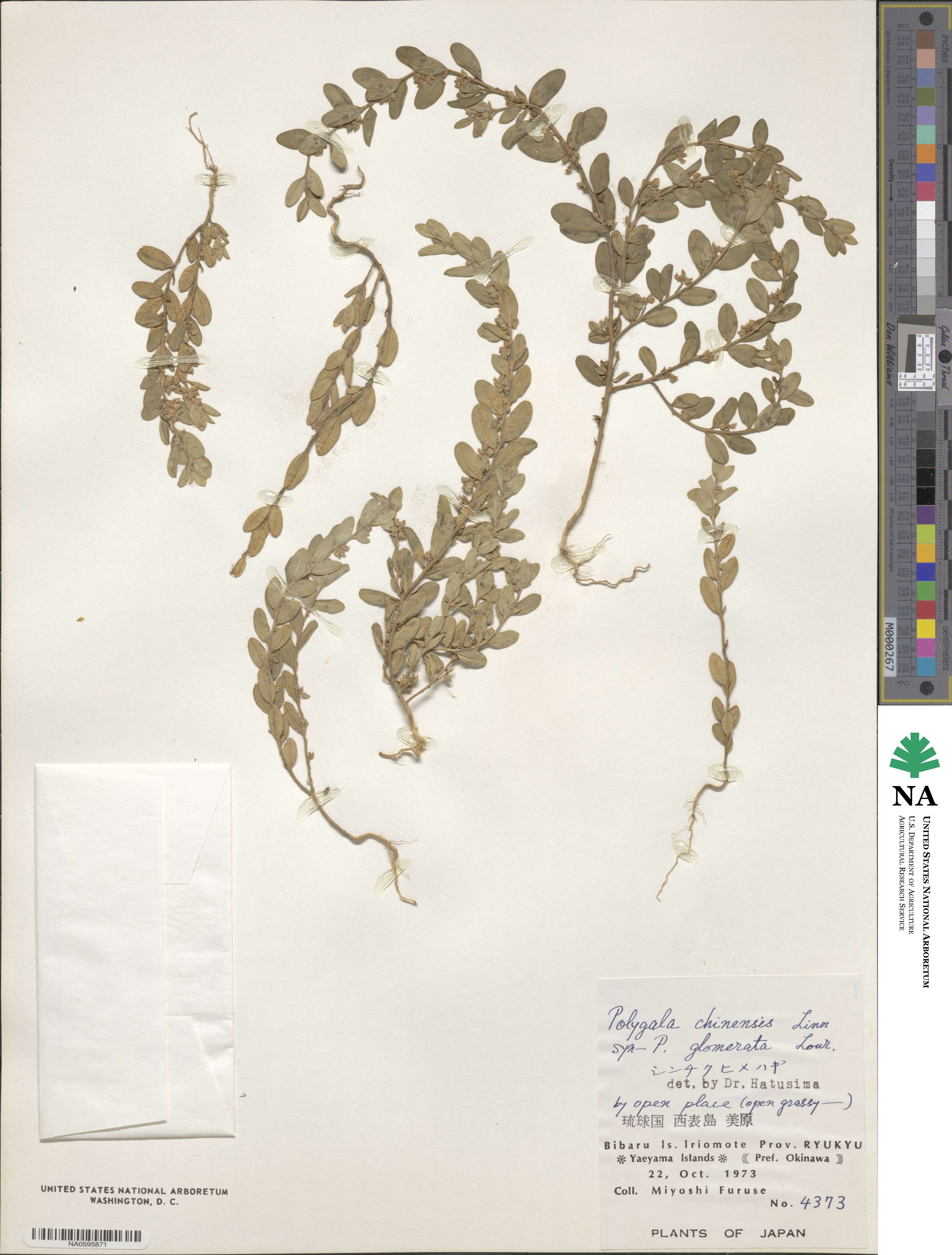 Polygala glomerata image