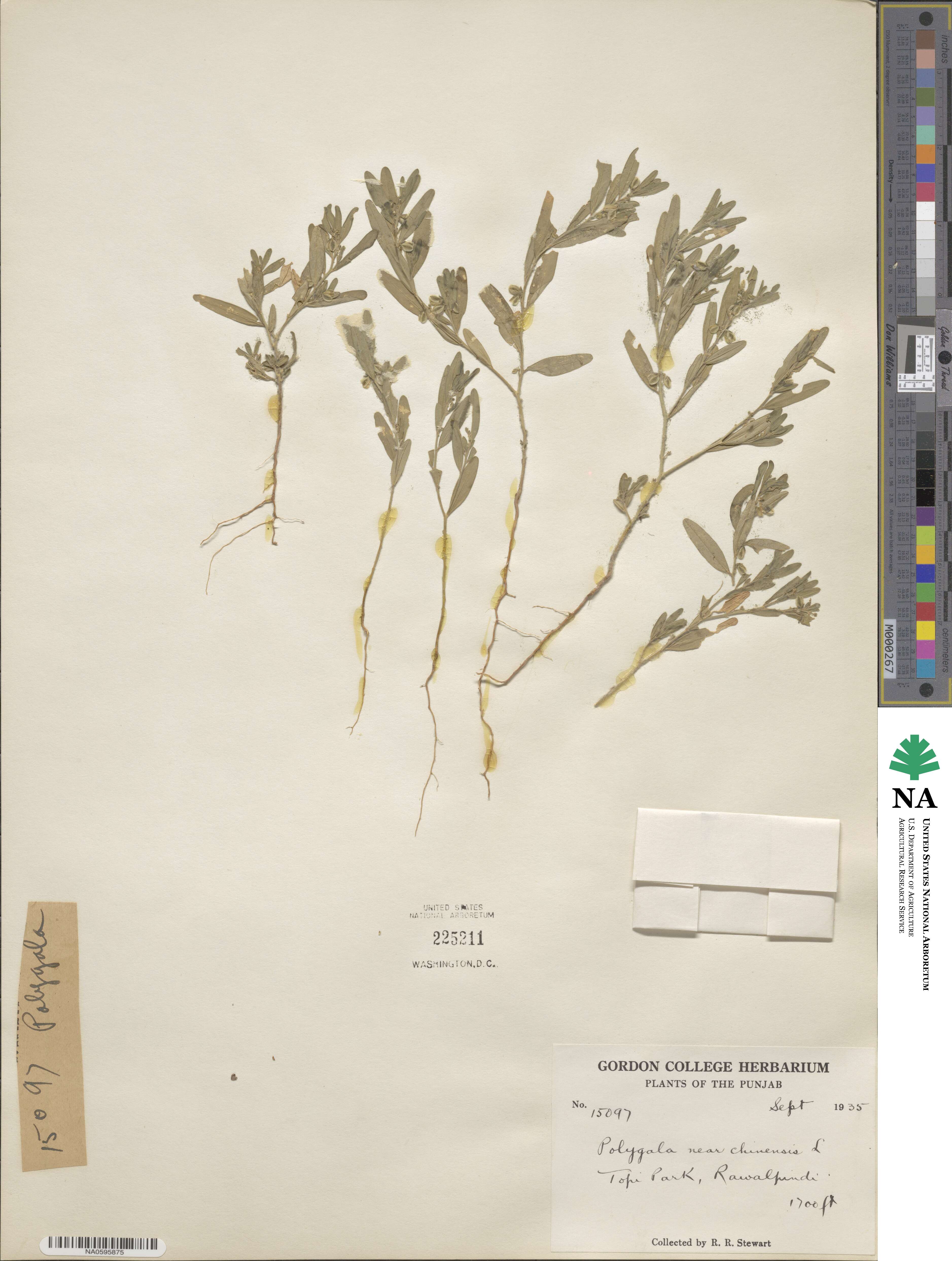 Polygala glomerata image