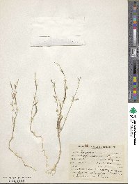 Image of Polygala erioptera