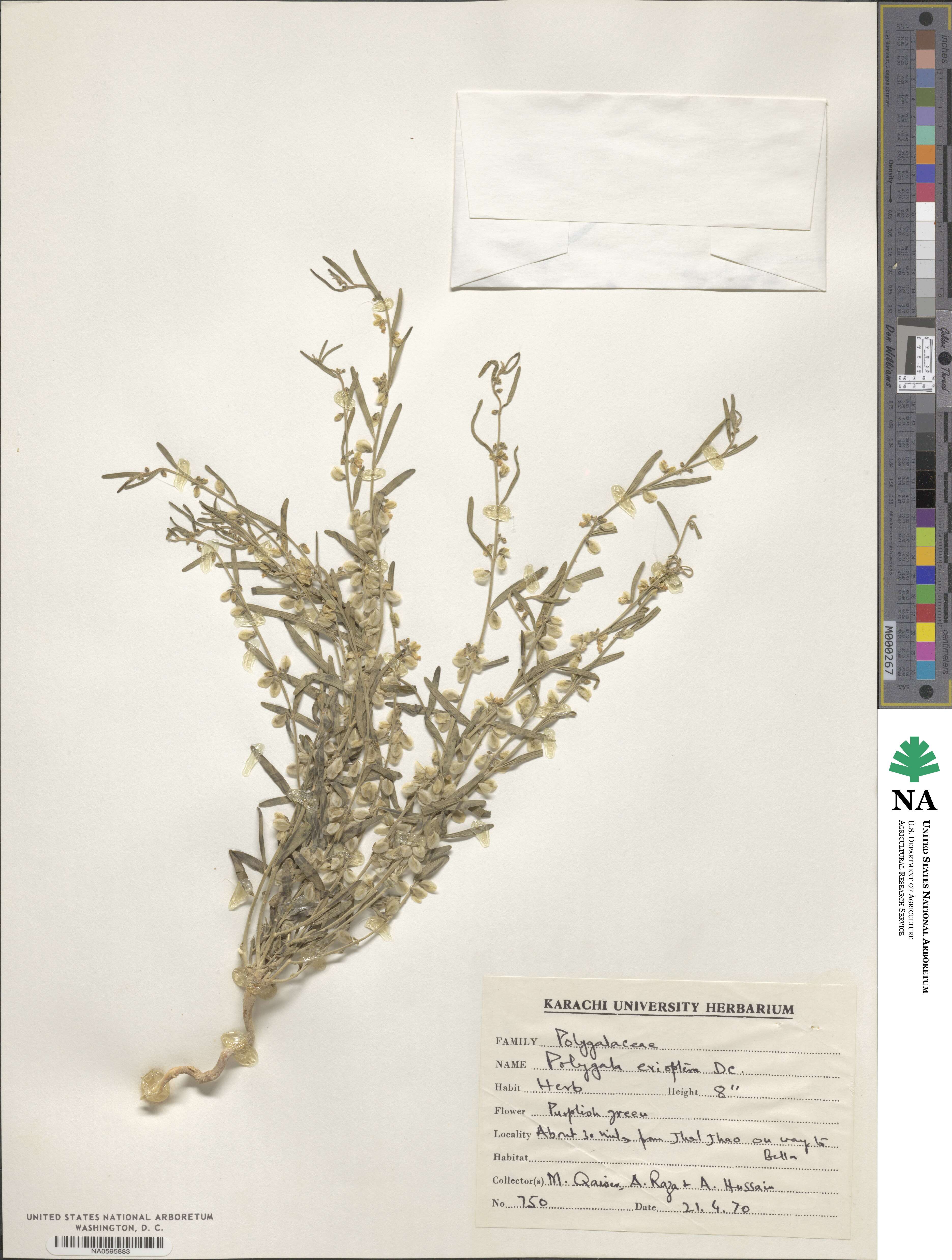 Polygala erioptera image