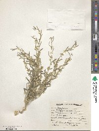 Polygala erioptera image