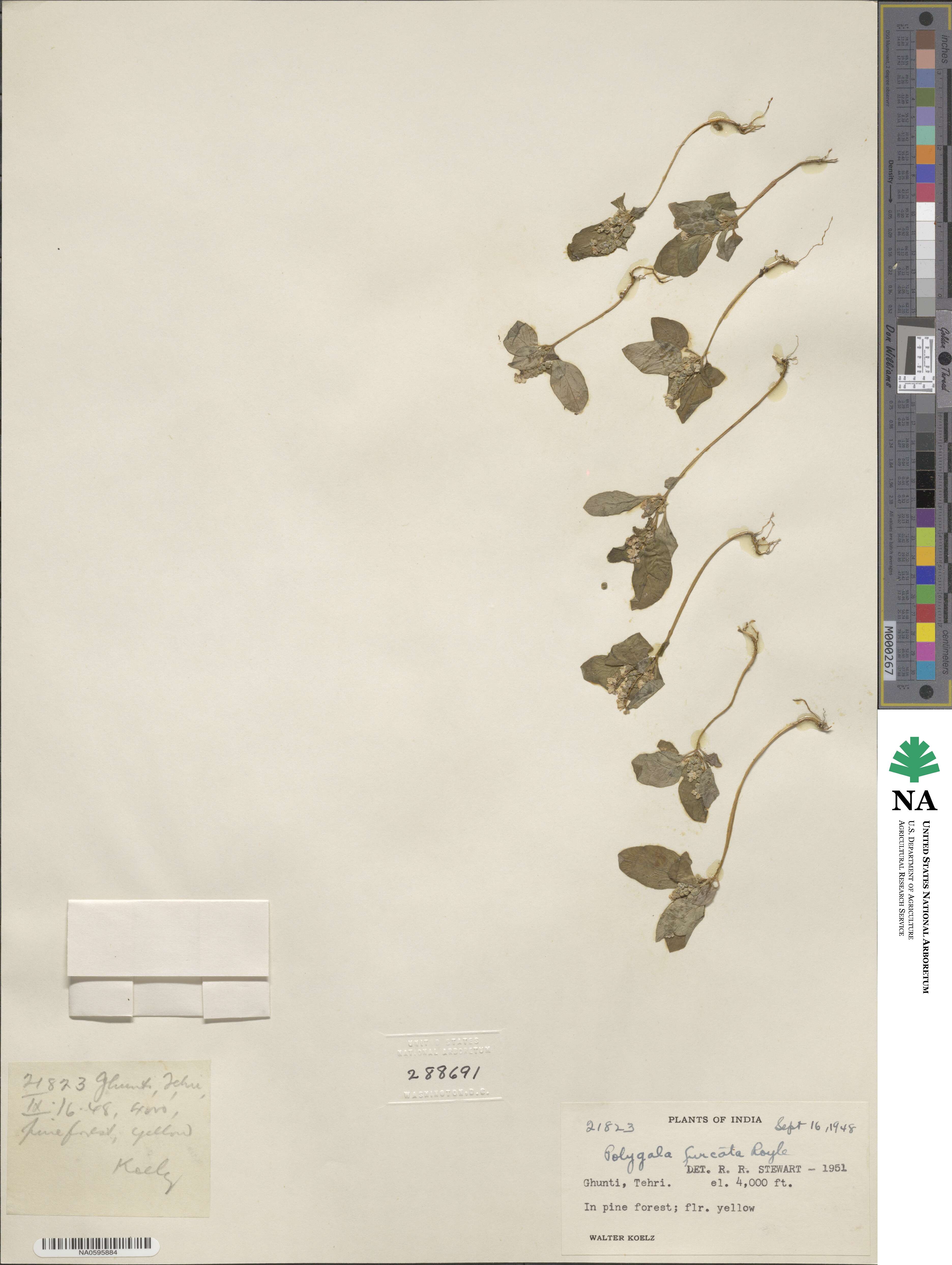 Polygala furcata image