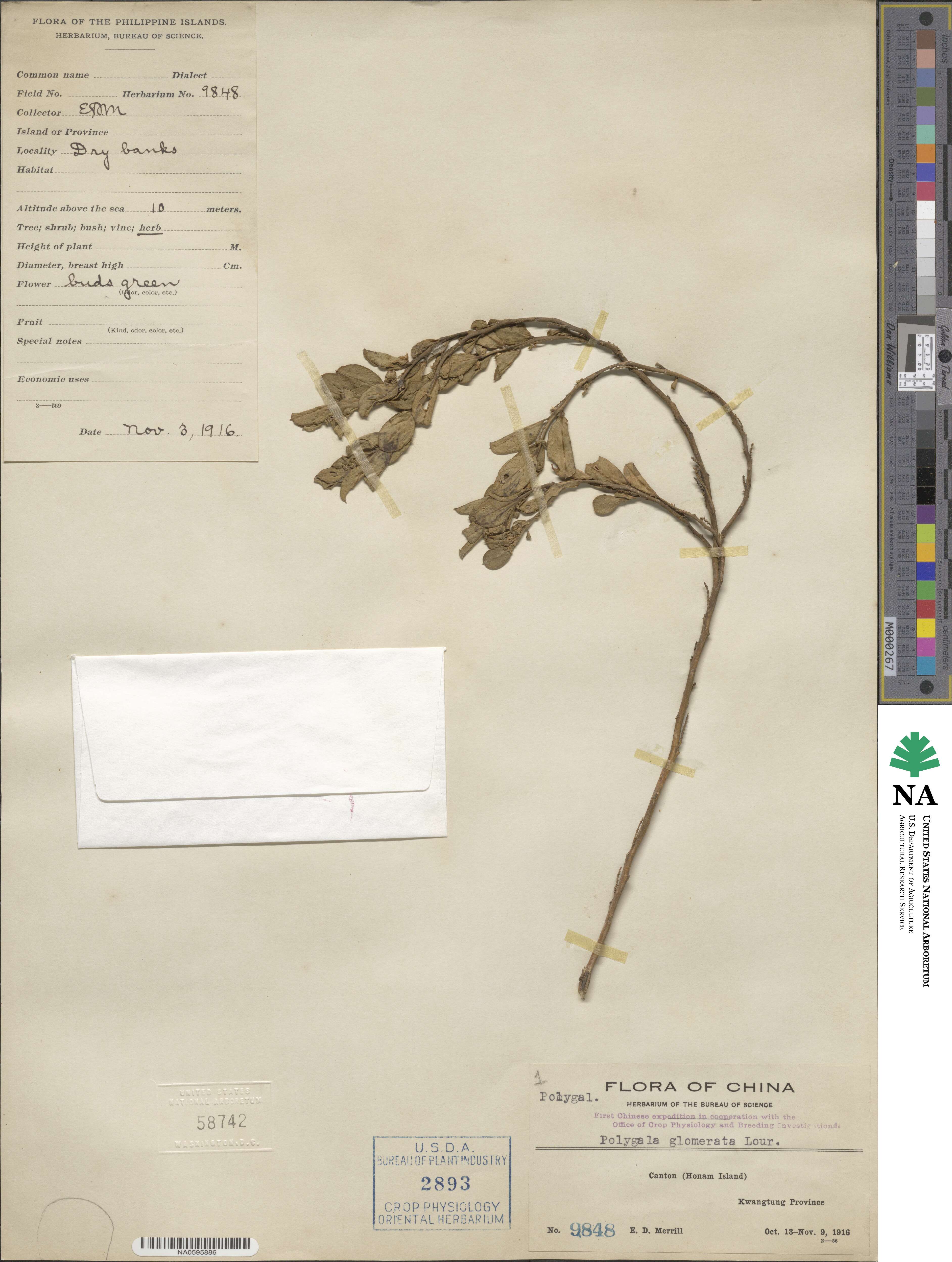 Polygala glomerata image