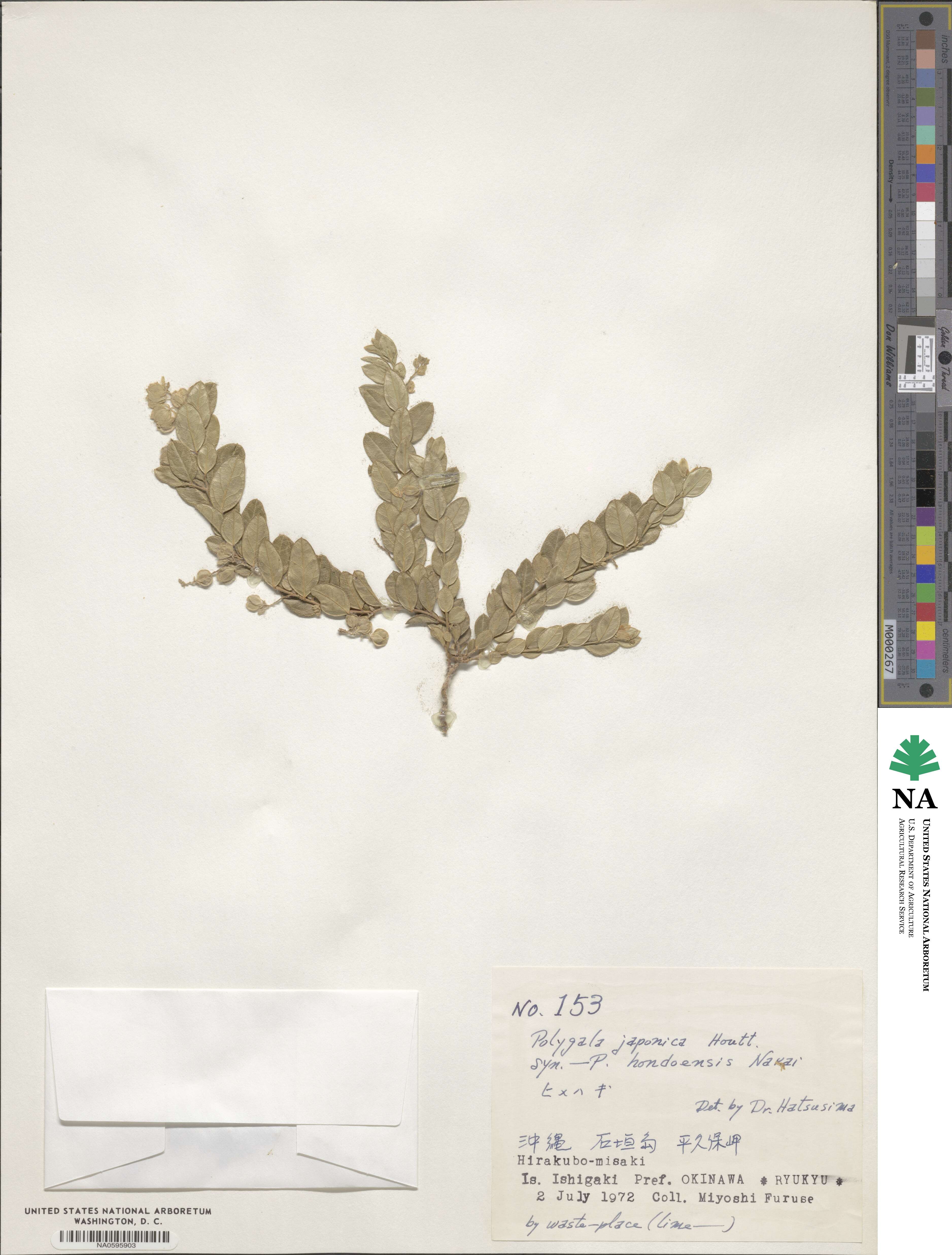 Polygala japonica image