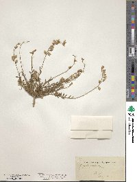 Polygala pruinosa image