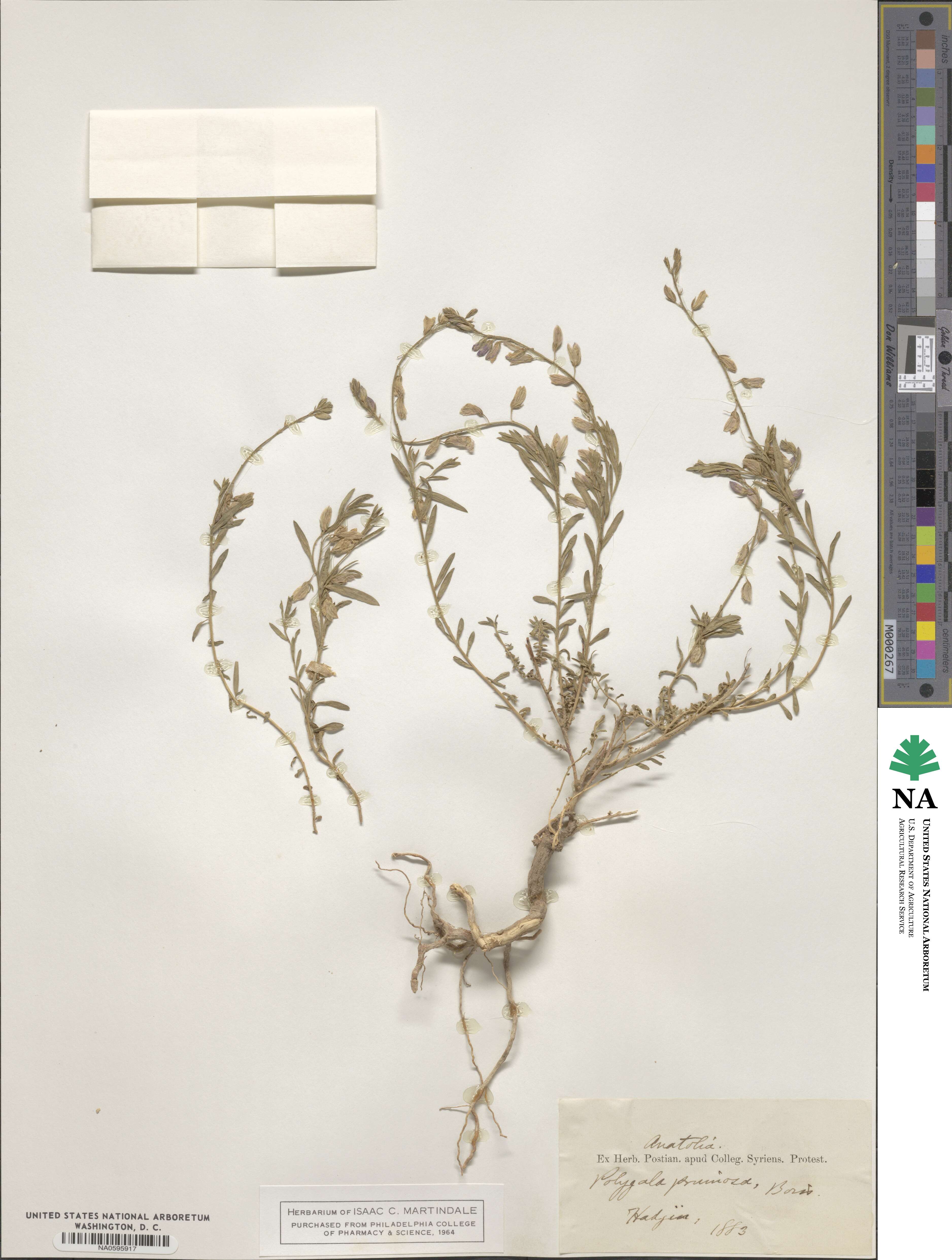 Polygala pruinosa image