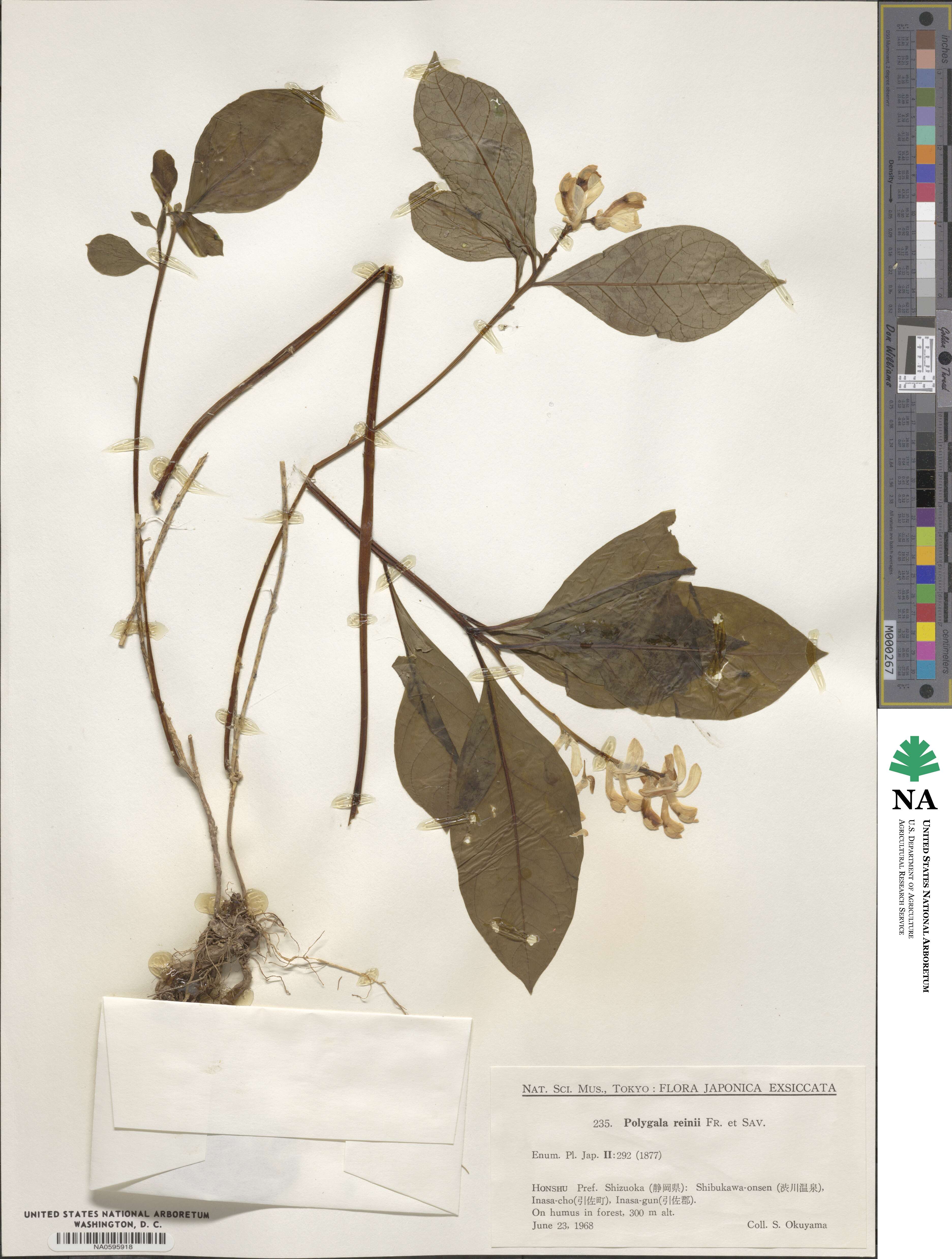 Polygala reinii image
