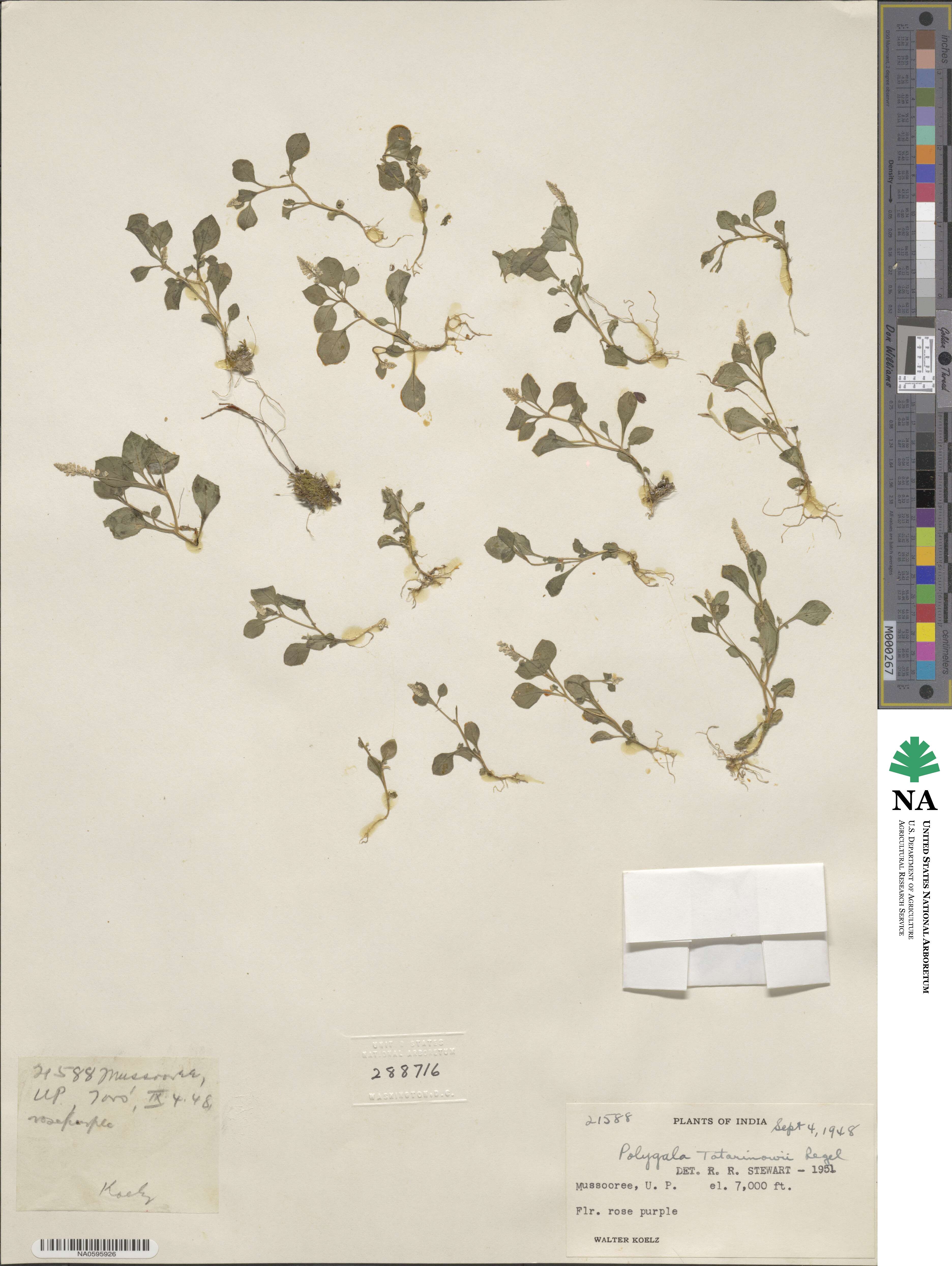 Polygala tatarinowii image
