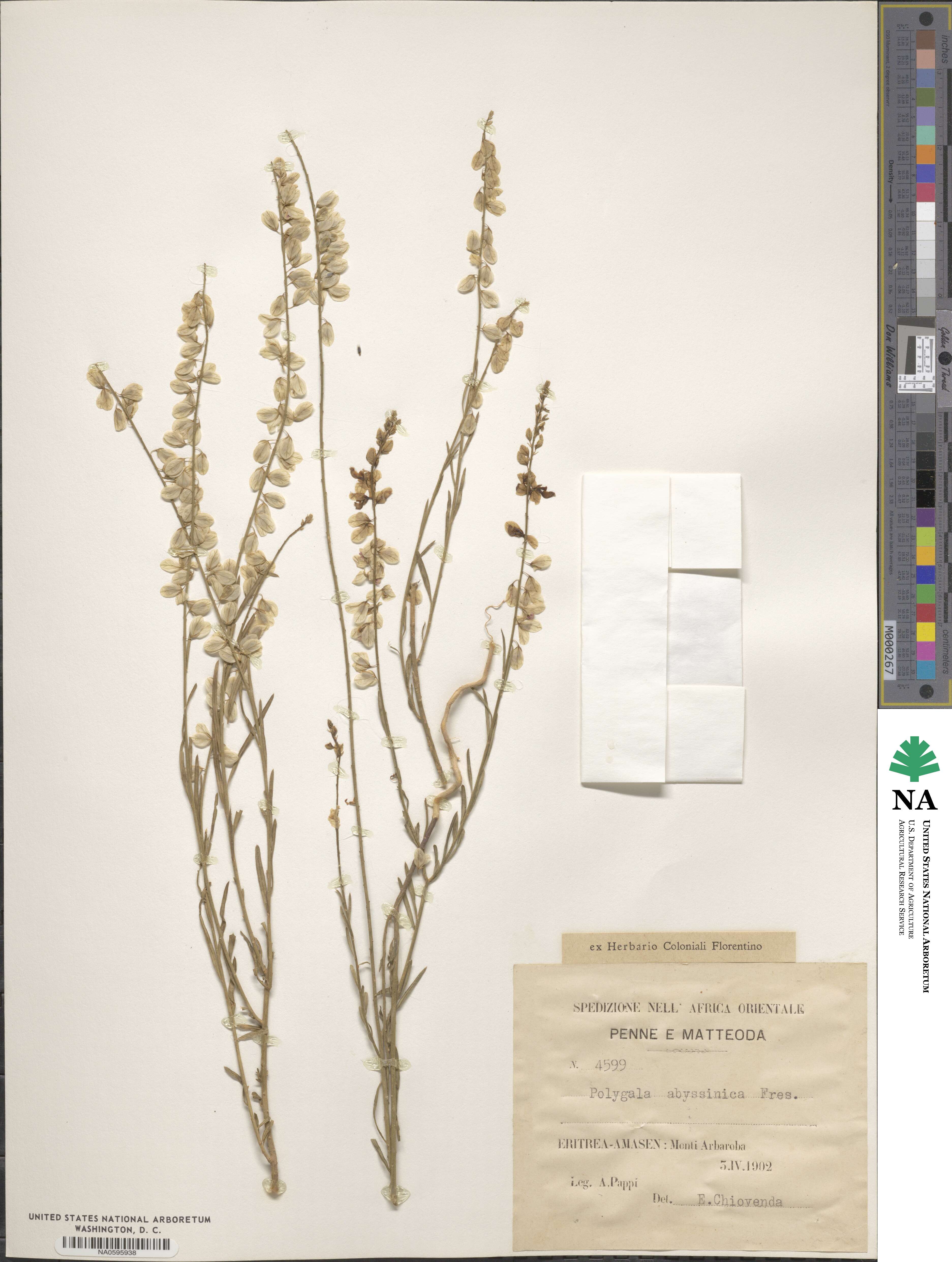 Polygala abyssinica image