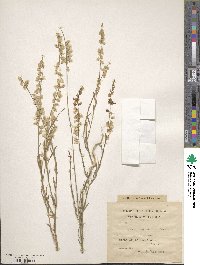 Polygala abyssinica image