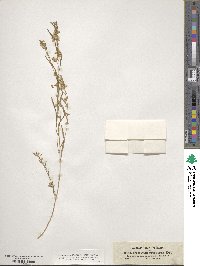 Polygala erioptera image