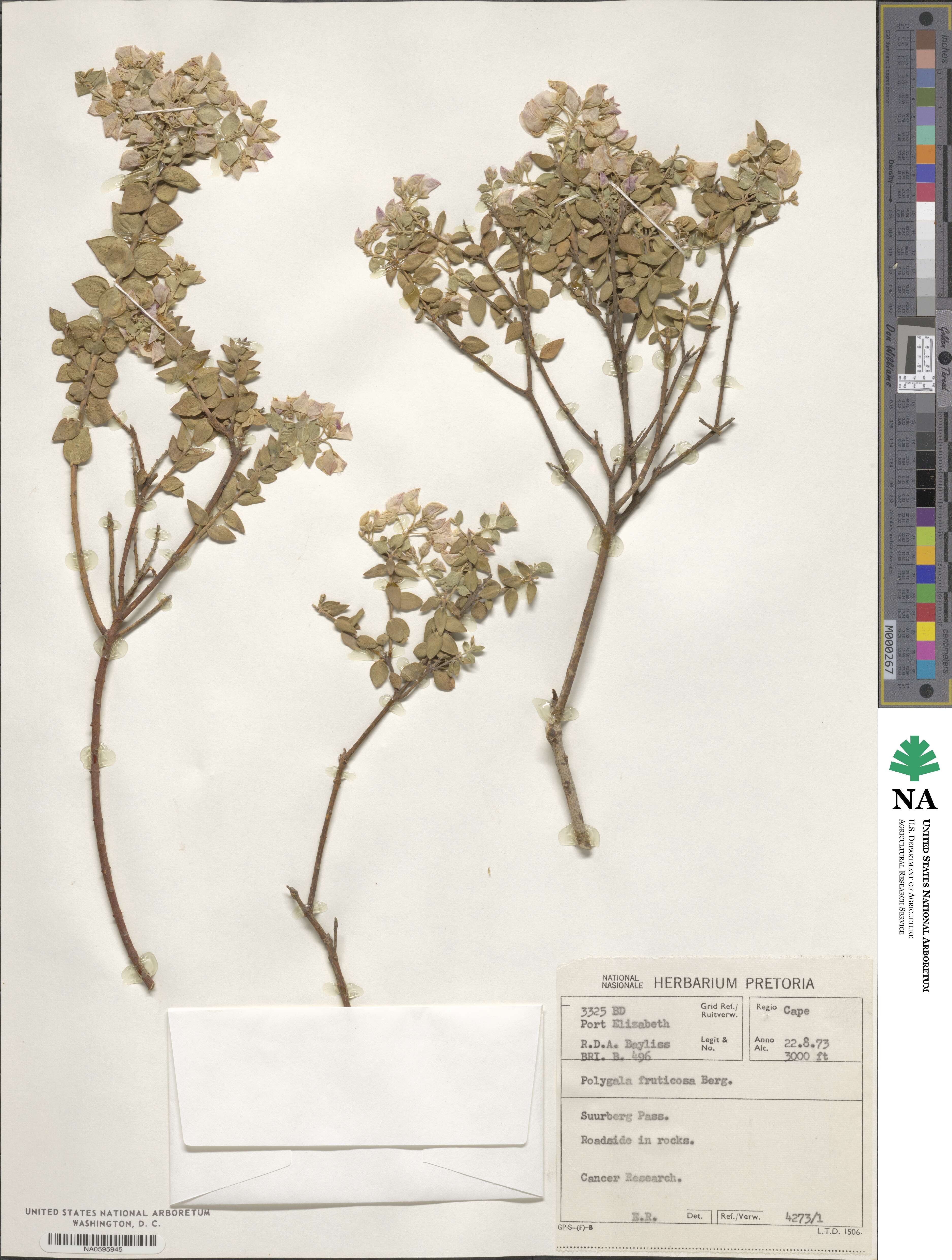 Polygala fruticosa image
