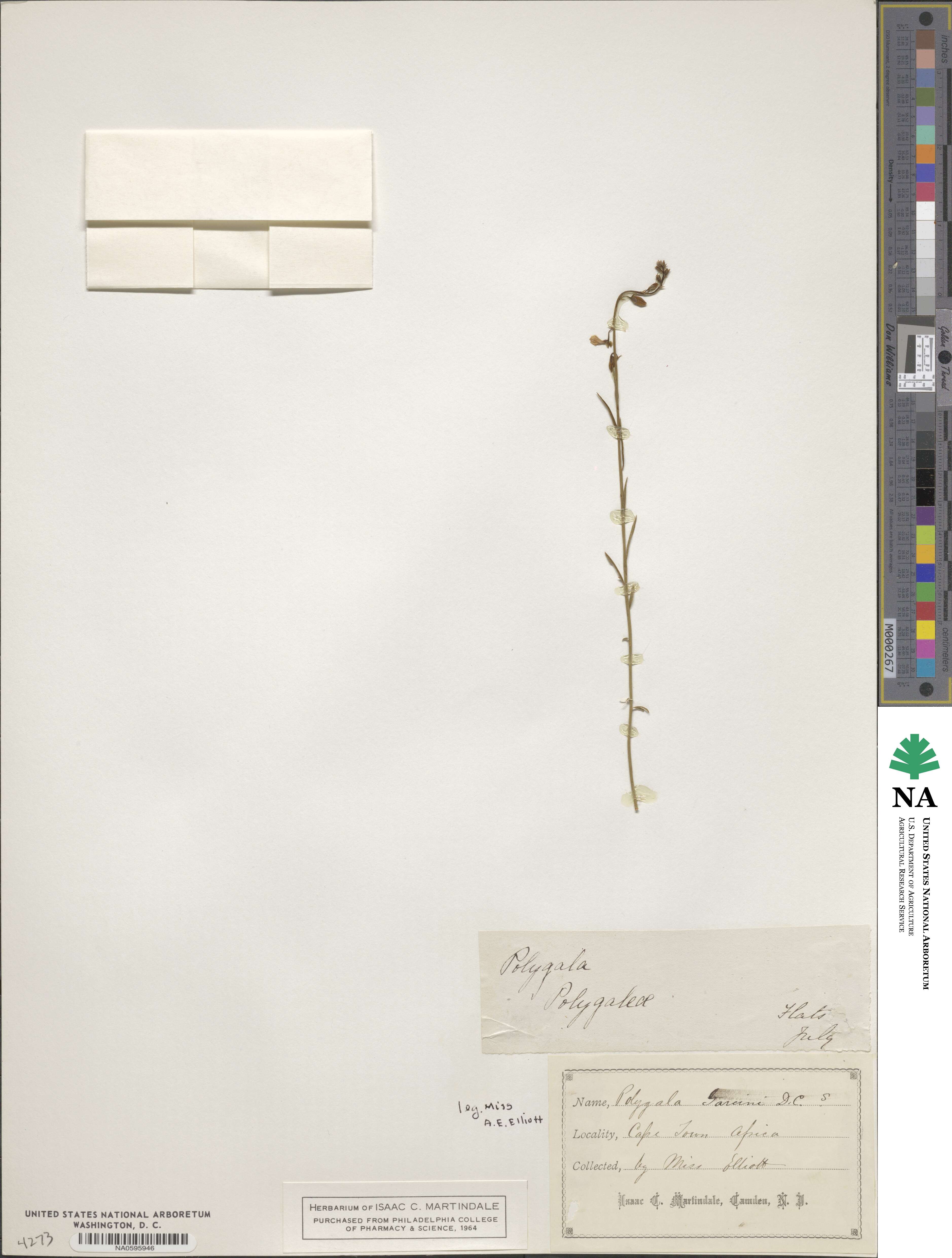 Polygala garcini image
