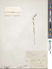 Image of Polygala garcini