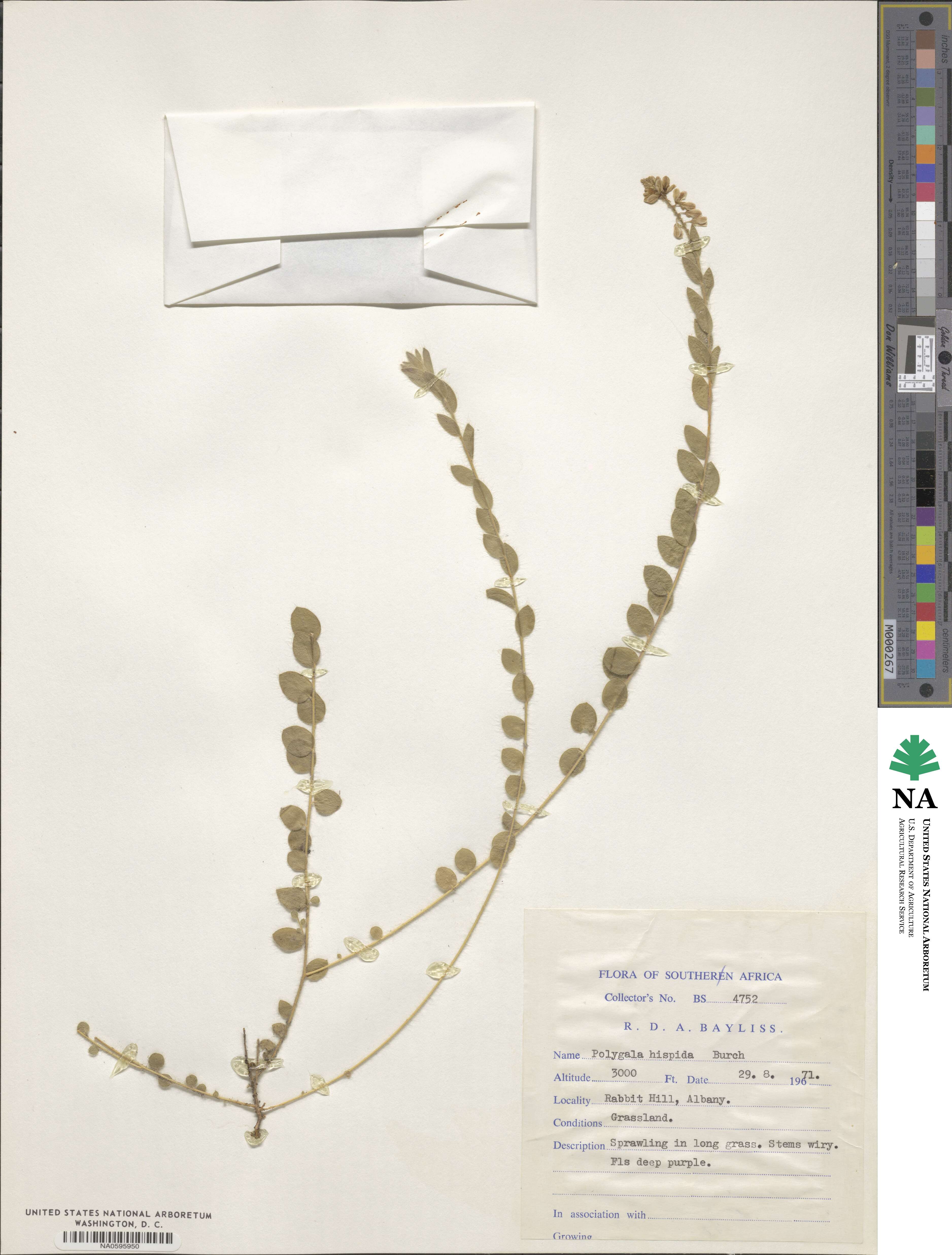 Polygala hispida image