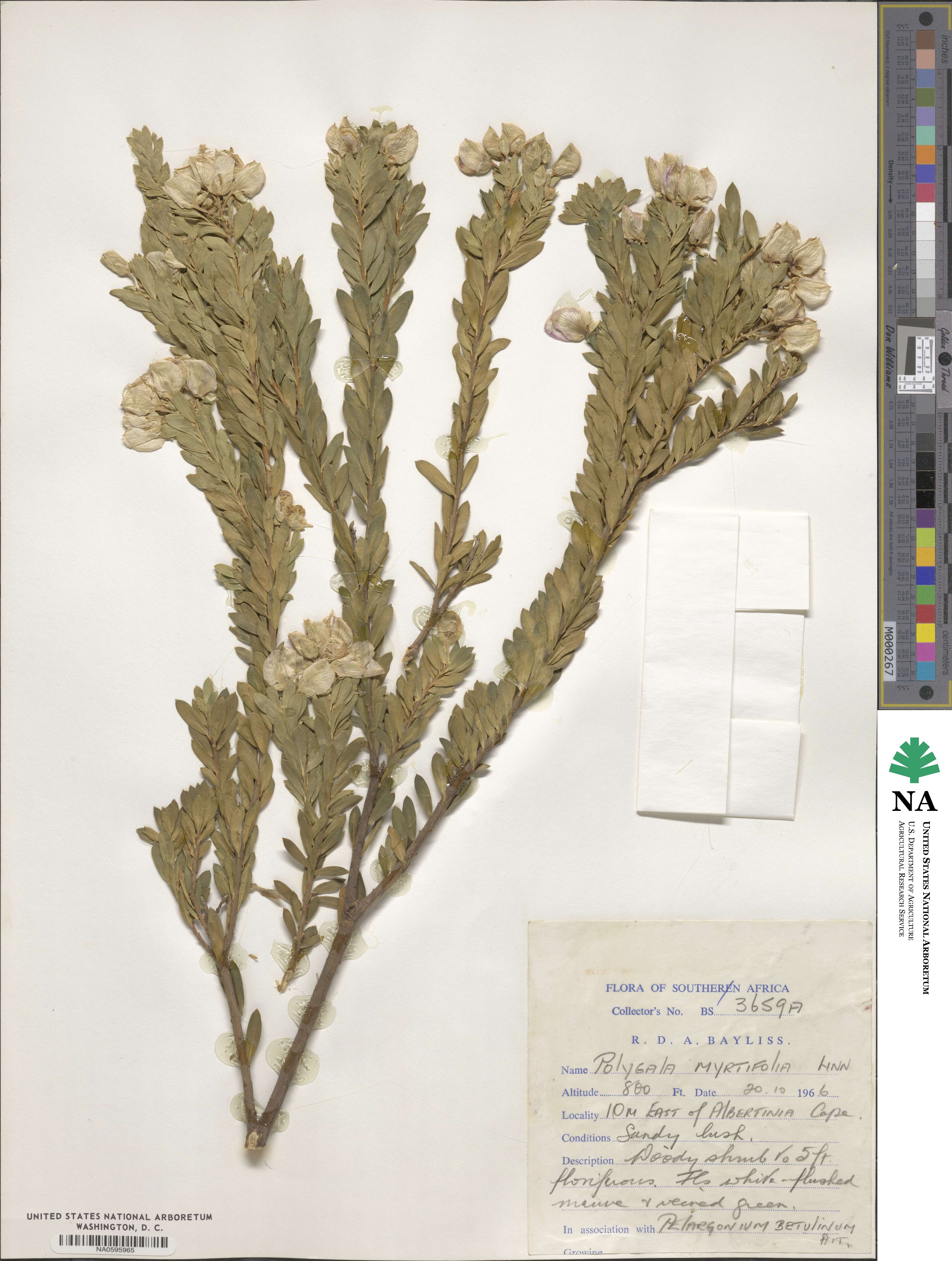 Polygala myrtifolia image