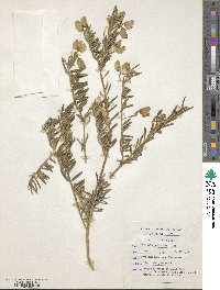 Polygala myrtifolia image