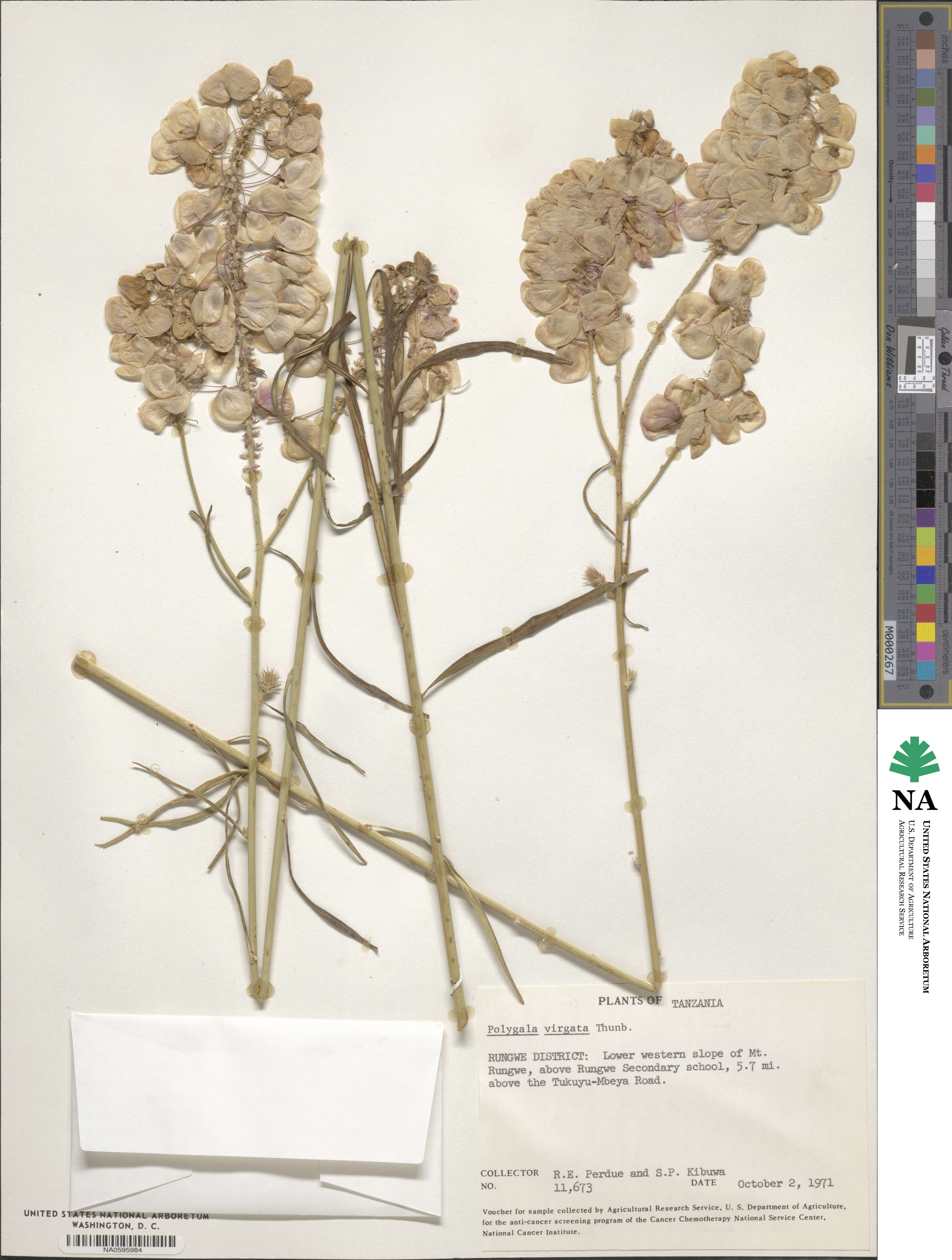 Polygala virgata image