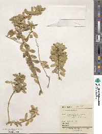 Polygala myrtifolia image