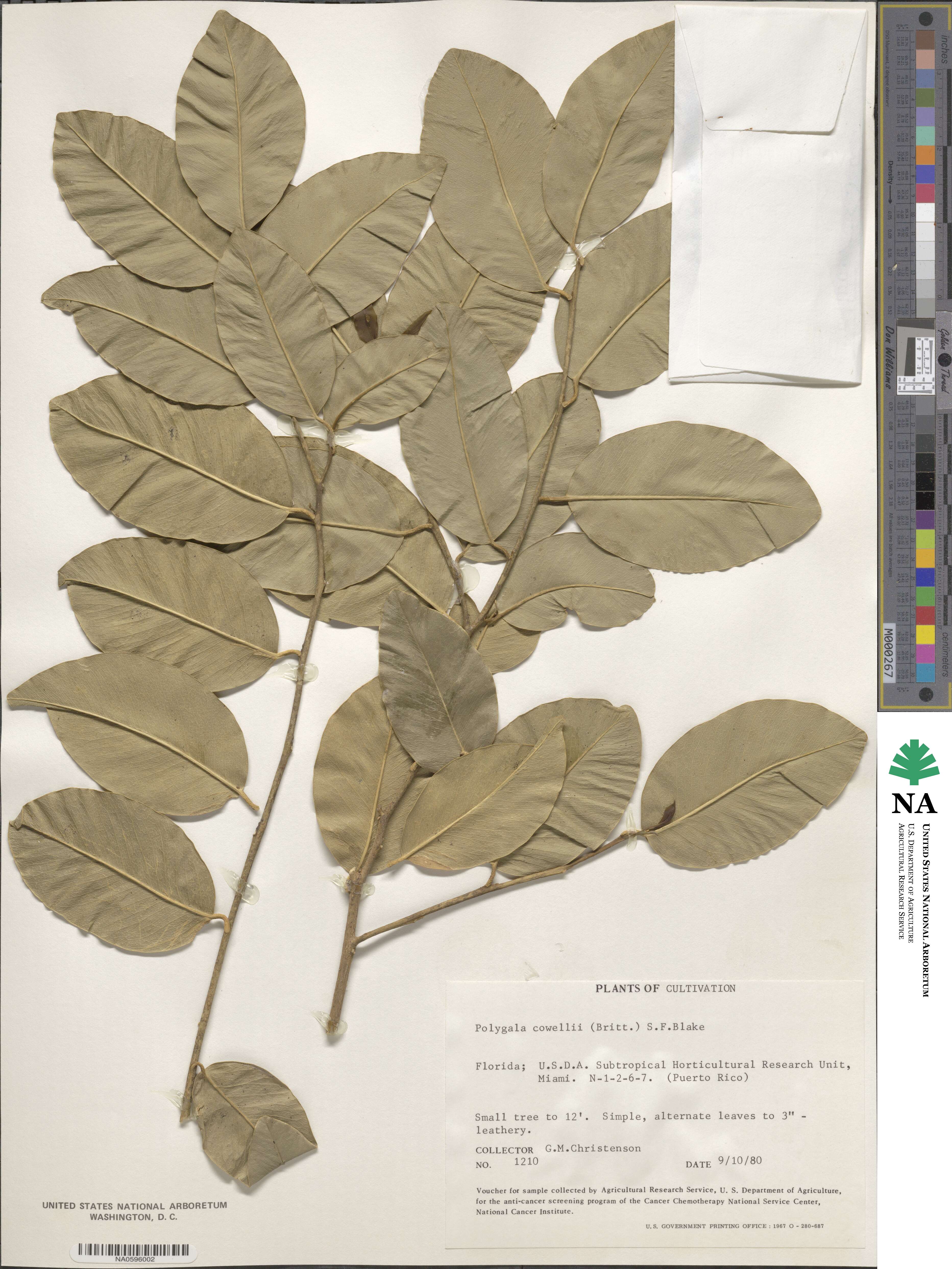 Phlebotaenia cowellii image