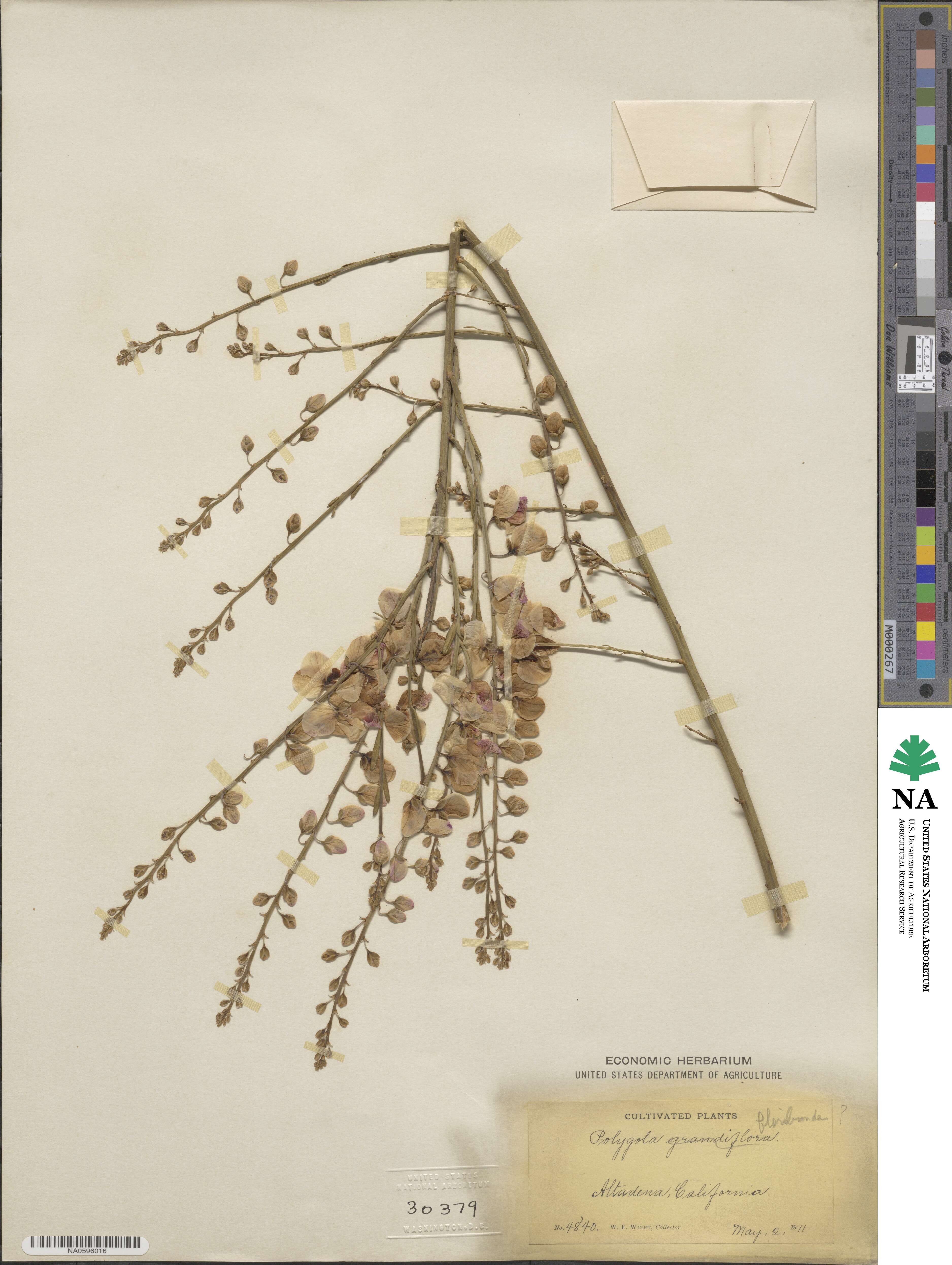 Polygala floribunda image