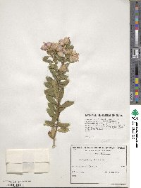 Polygala myrtifolia image