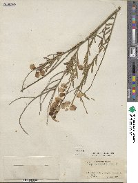 Polygala virgata image