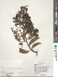 Image of Bredemeyera floribunda