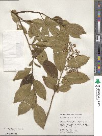 Bredemeyera floribunda image