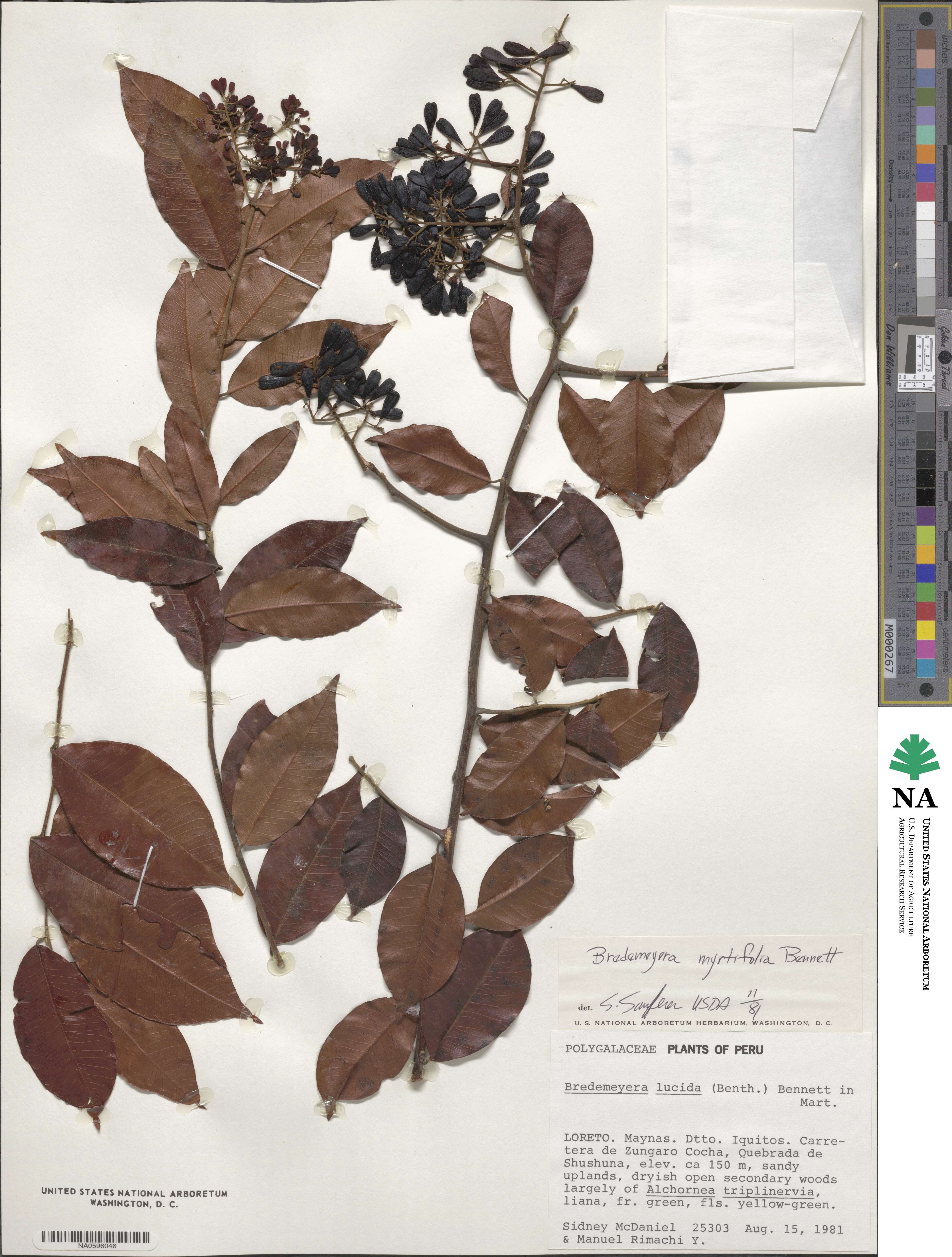 Bredemeyera myrtifolia image