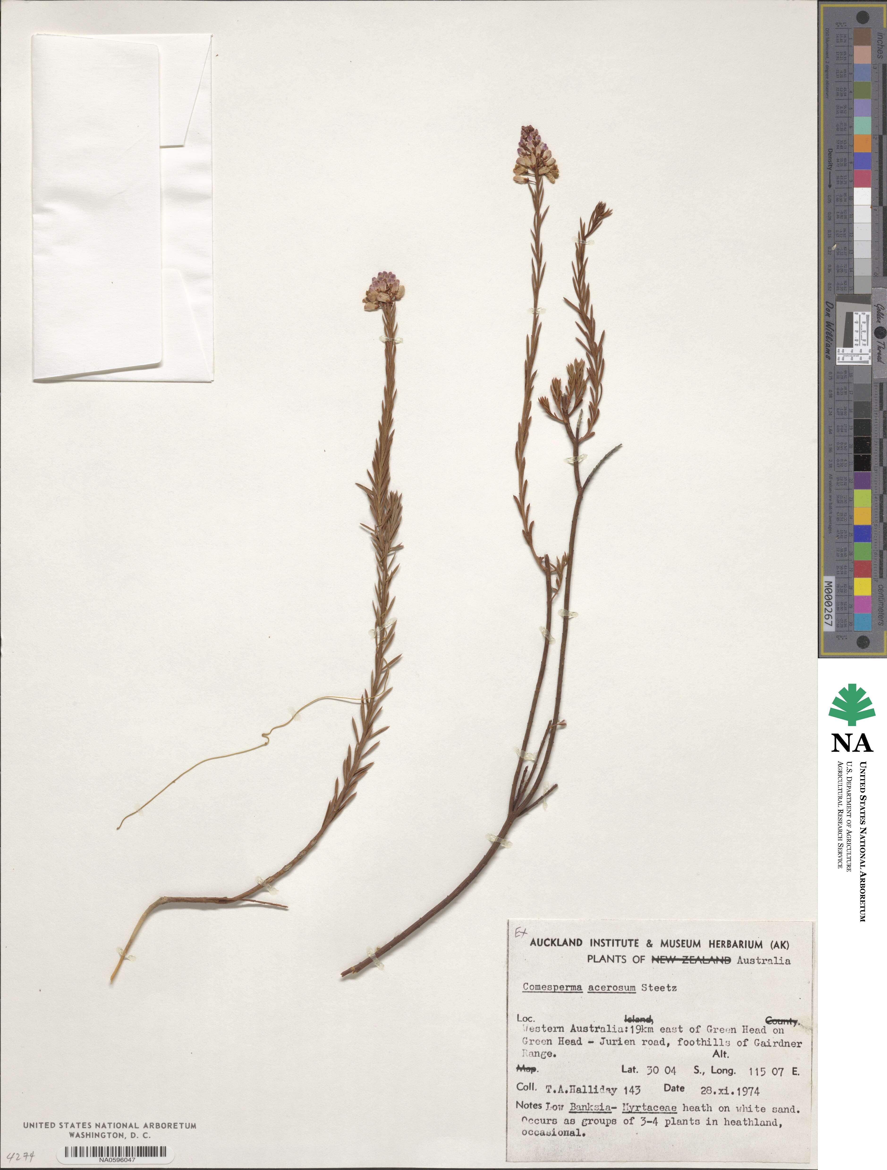 Comesperma acerosum image