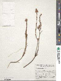 Image of Comesperma acerosum