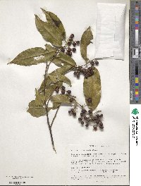 Image of Barnhartia floribunda