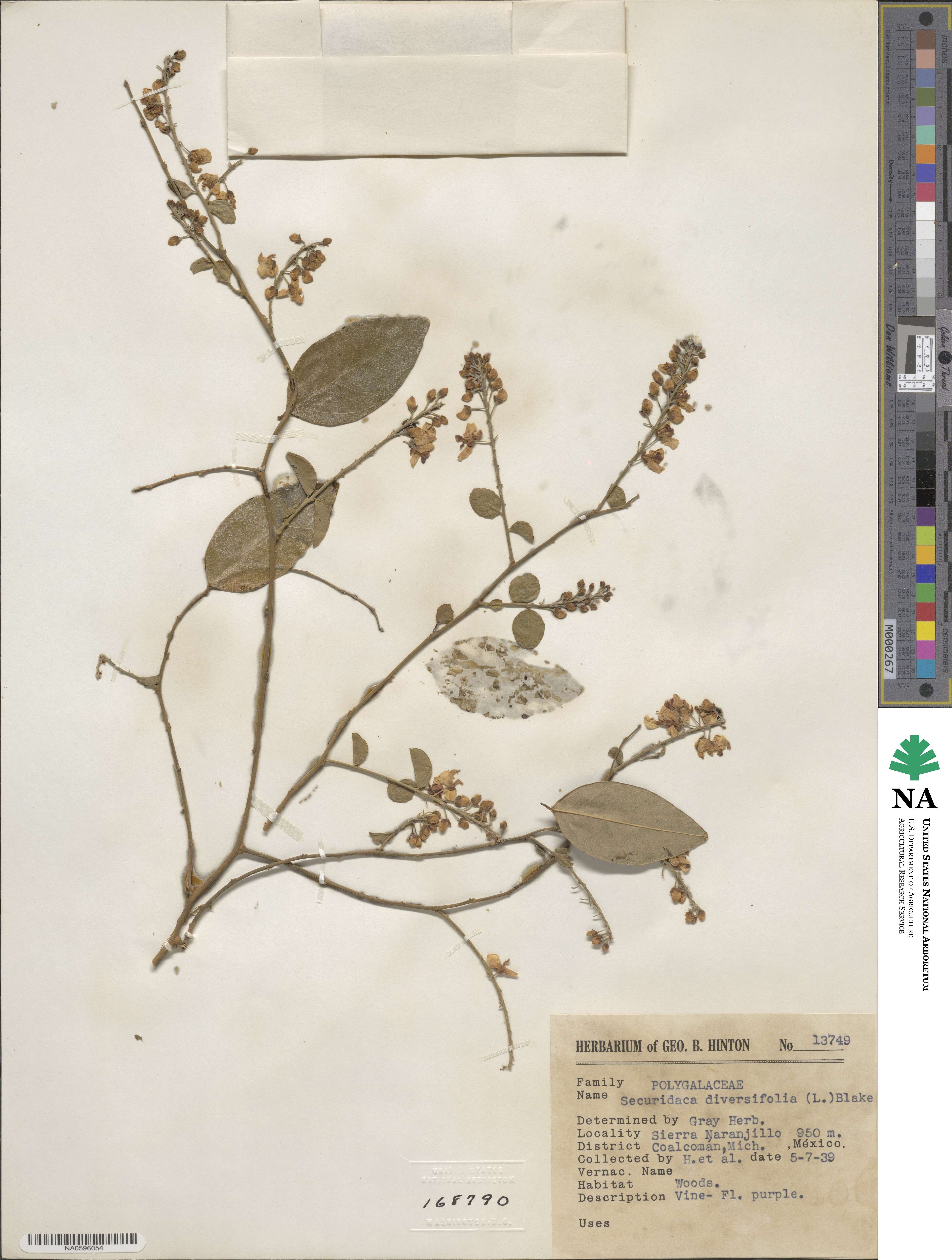 Securidaca diversifolia image
