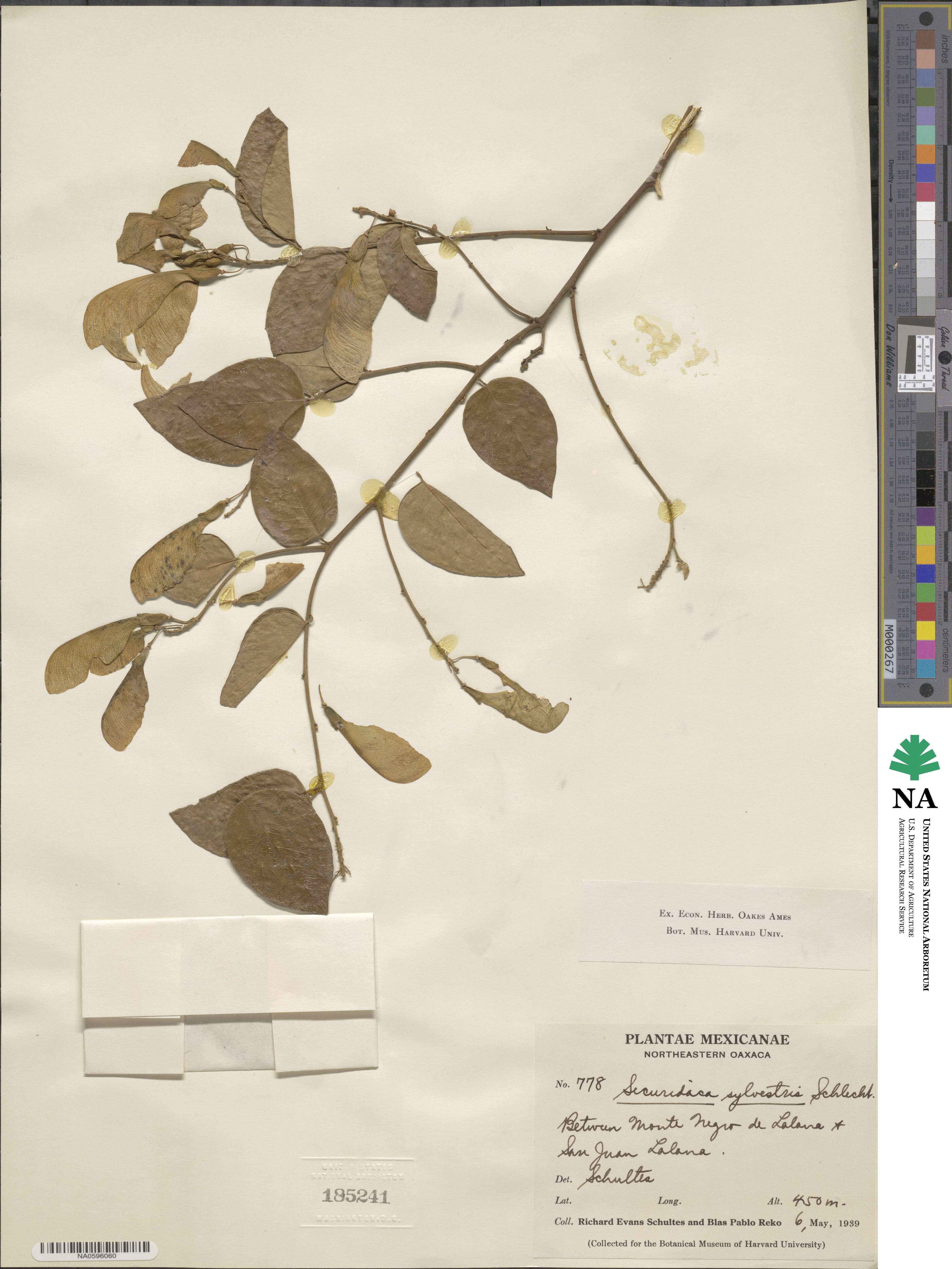 Securidaca sylvestris image