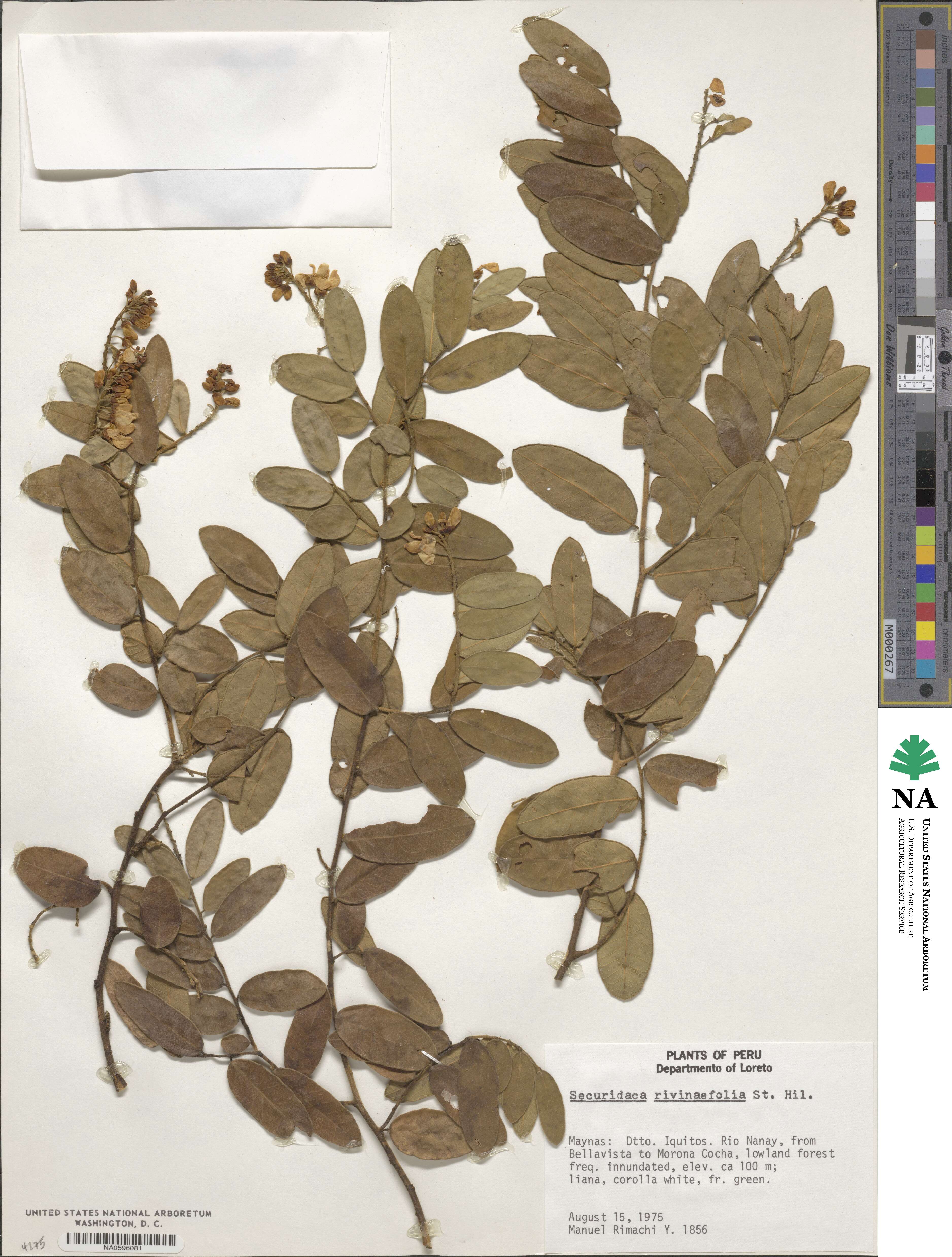 Securidaca rivinifolia image