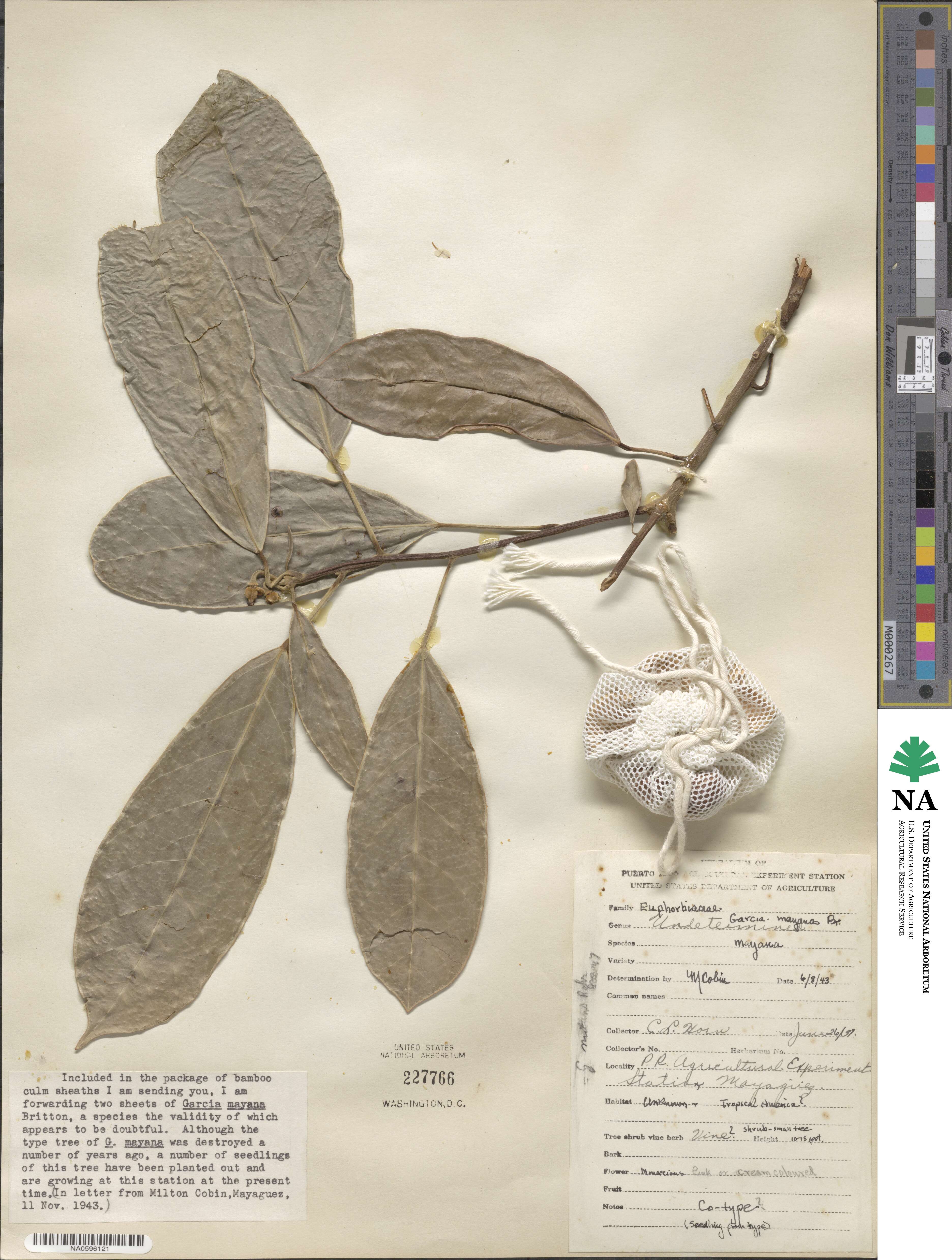 Garcia nutans image
