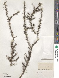 Image of Acidocroton oligostemon