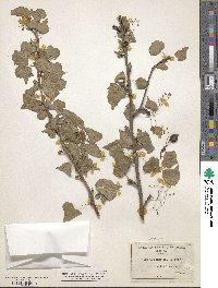 Jatropha cardiophylla image