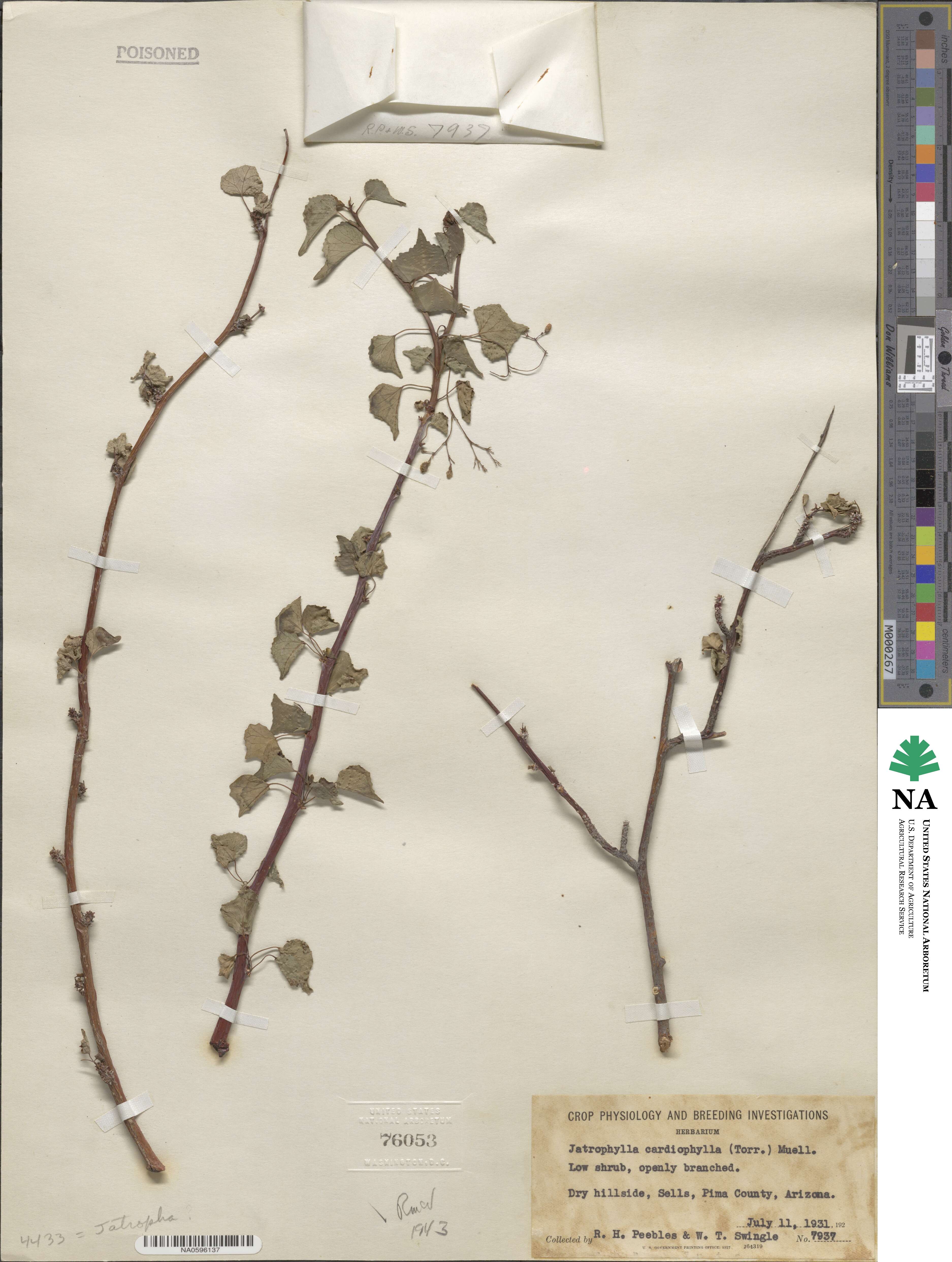 Jatropha cardiophylla image