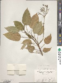 Jatropha integerrima image