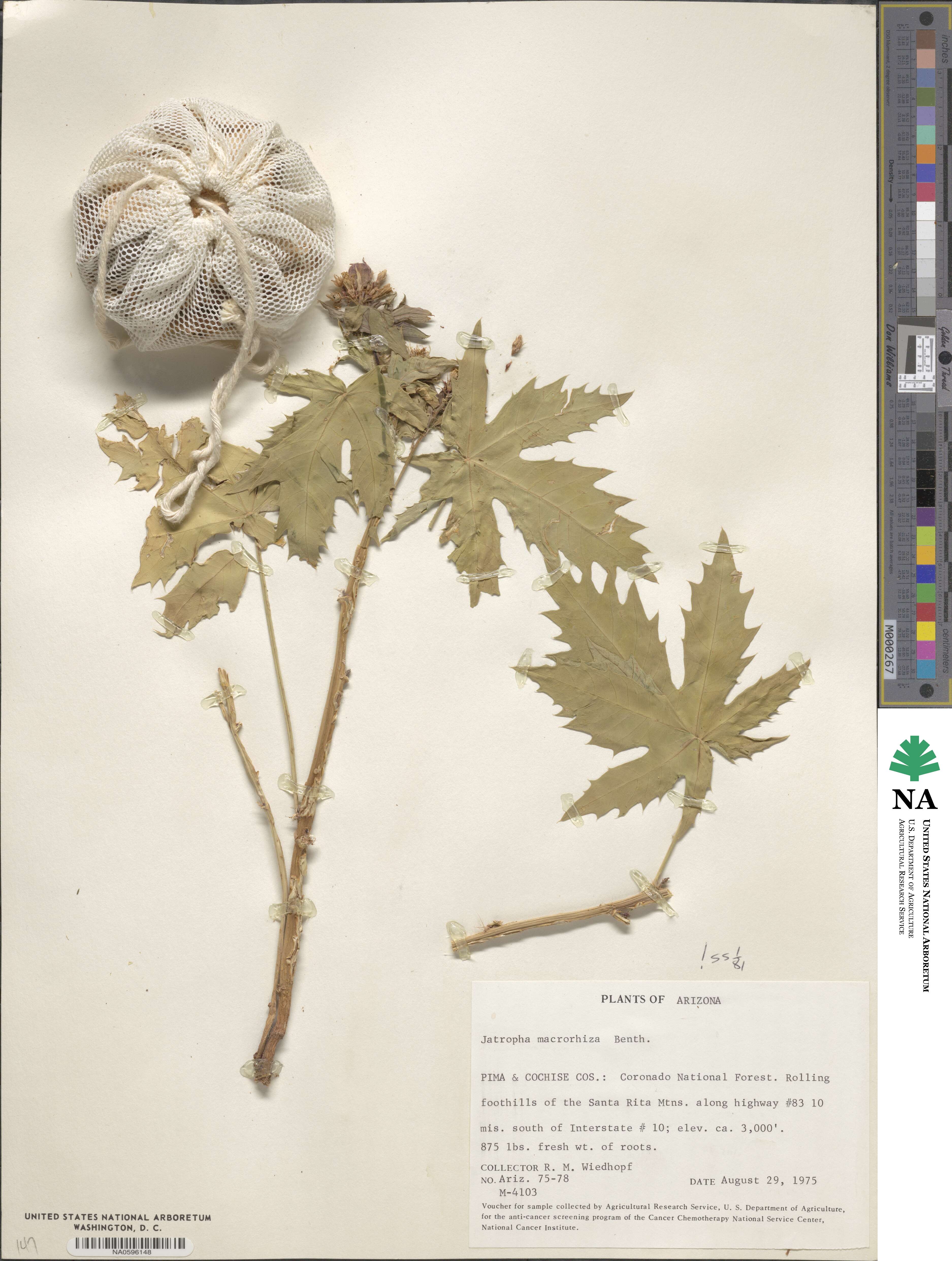 Jatropha macrorhiza image