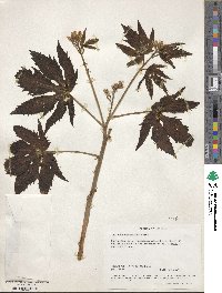 Jatropha macrorhiza image