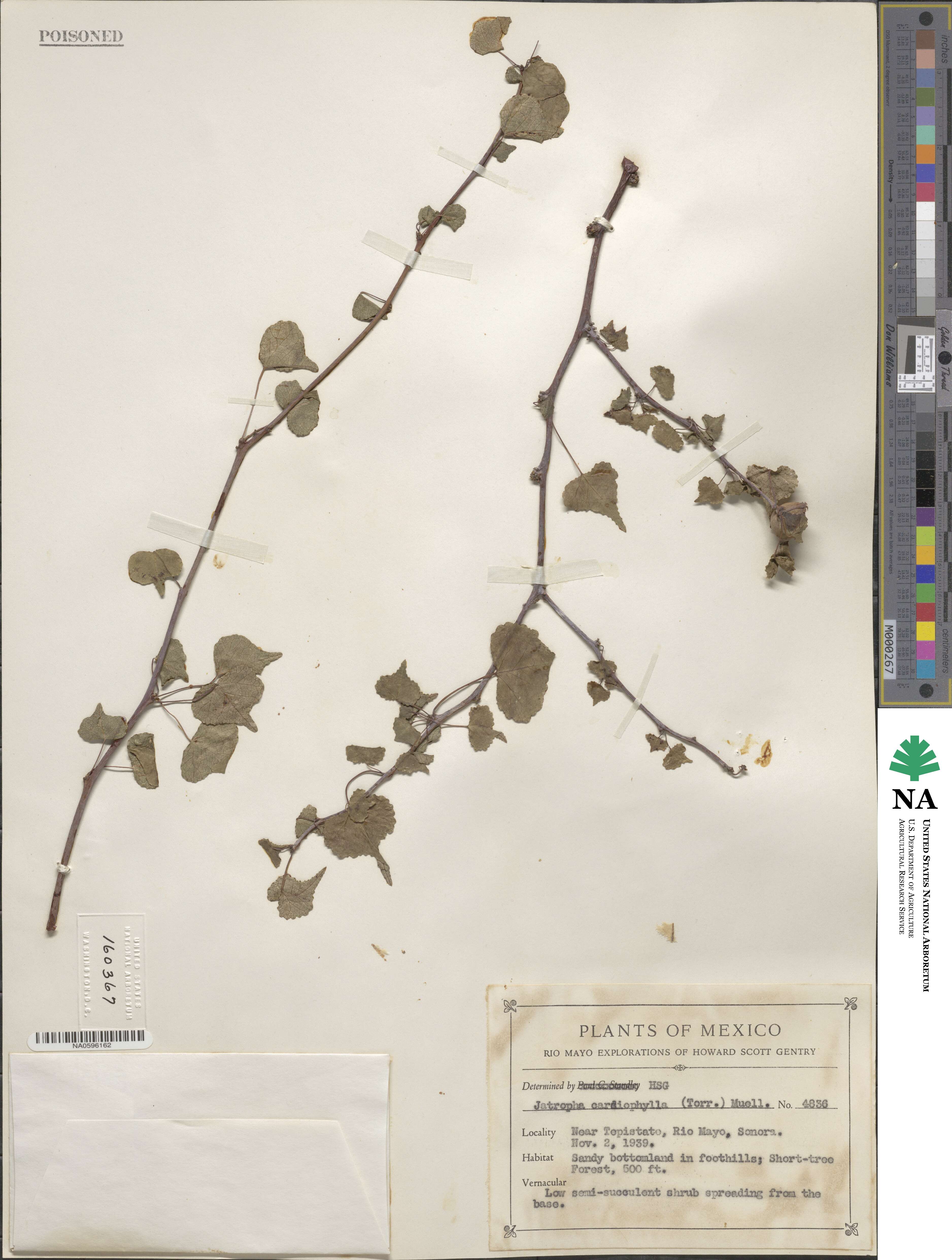 Jatropha cardiophylla image