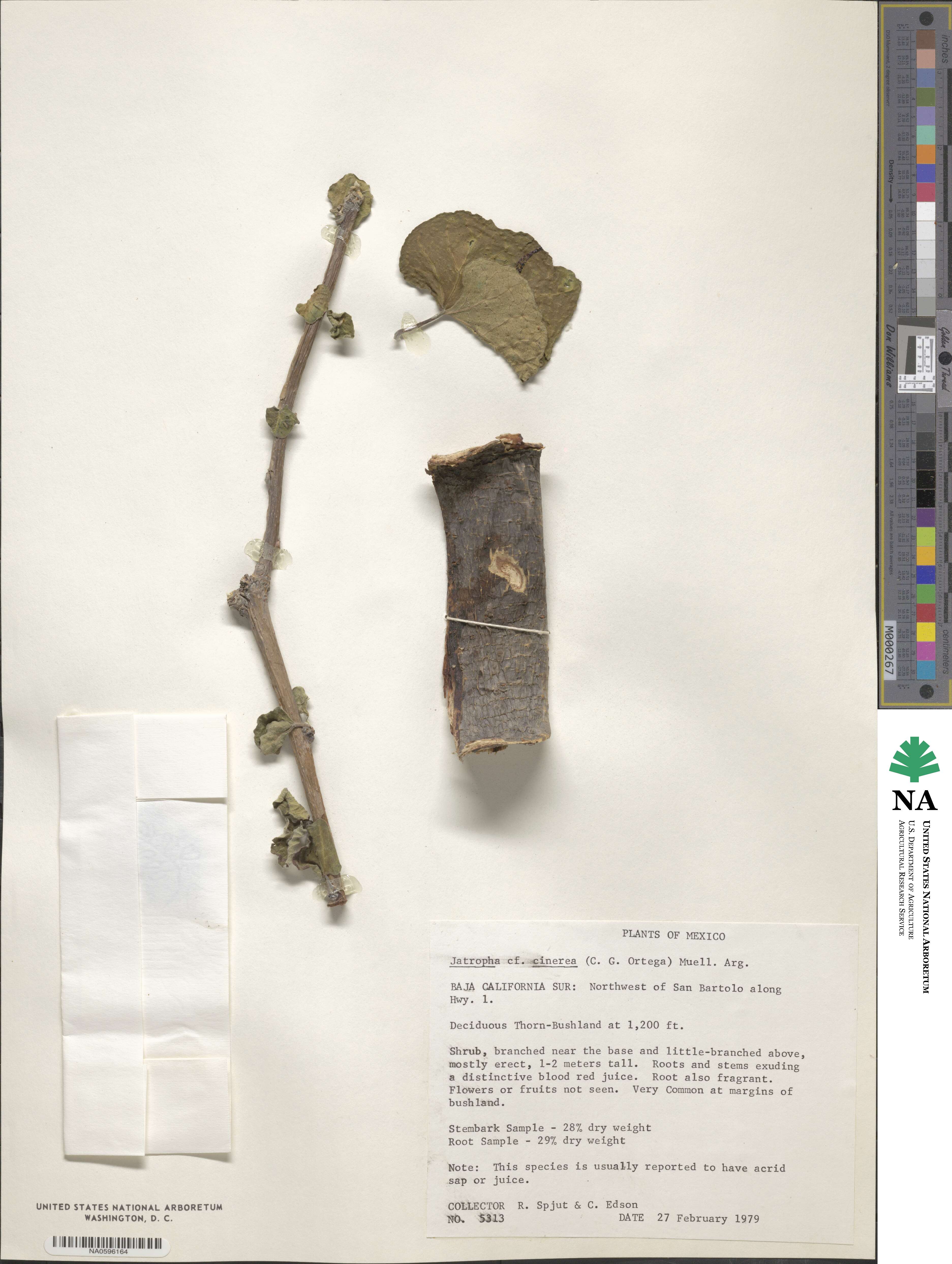 Jatropha cinerea image