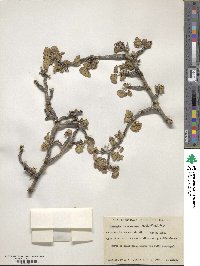 Jatropha cinerea image