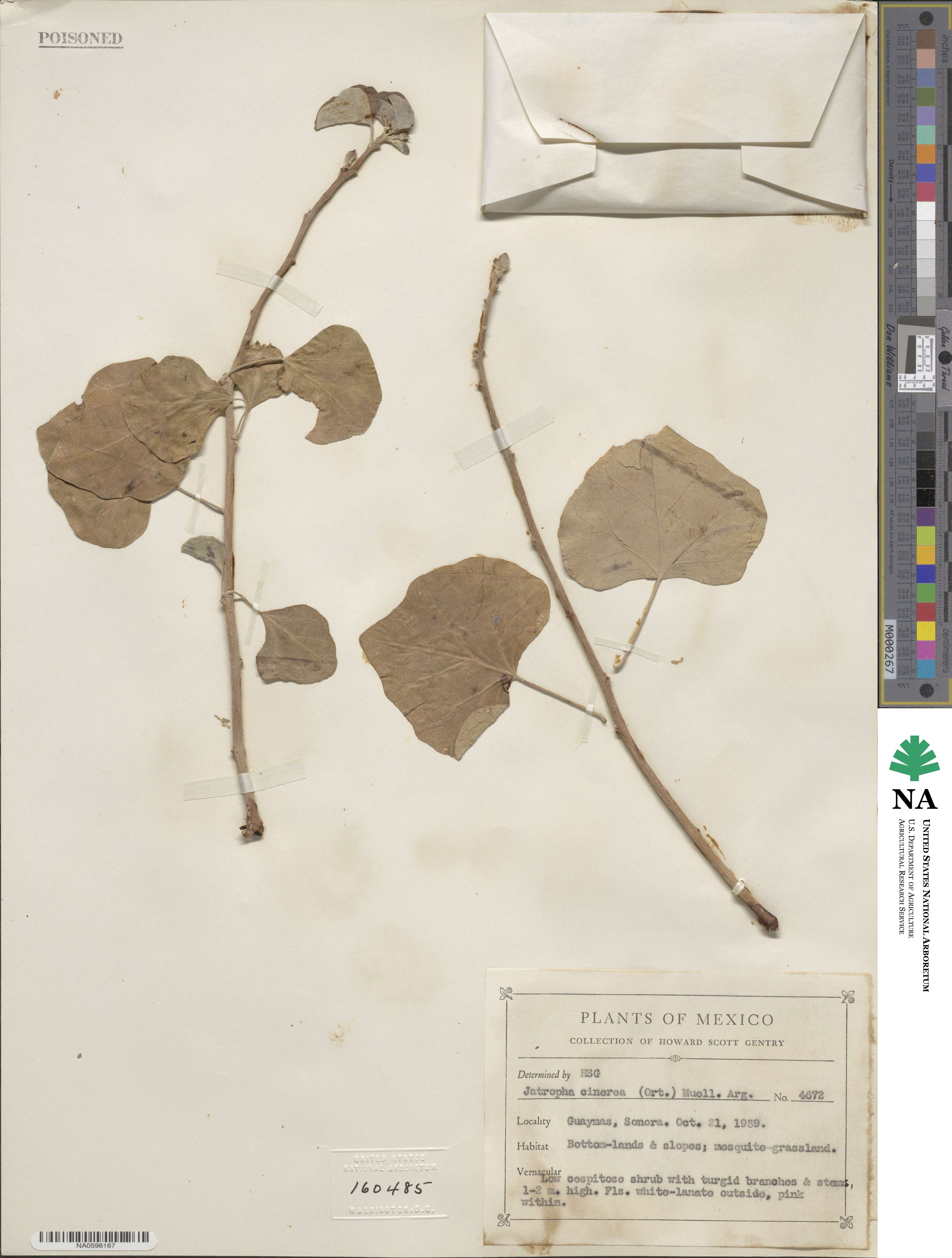 Jatropha cinerea image