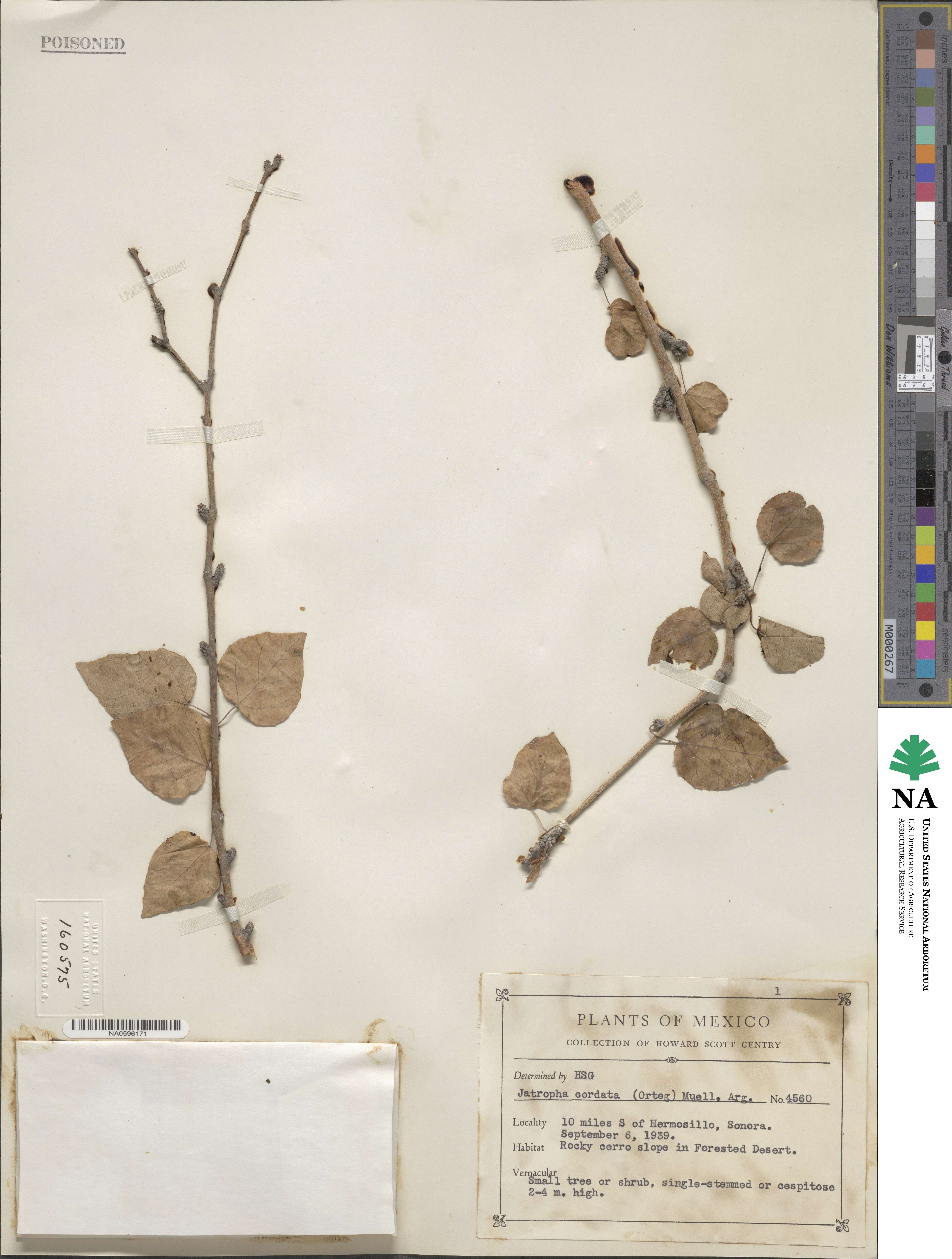 Jatropha cordata image