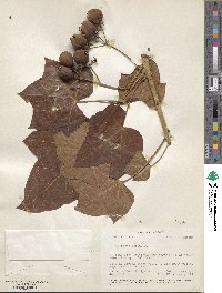 Jatropha curcas image