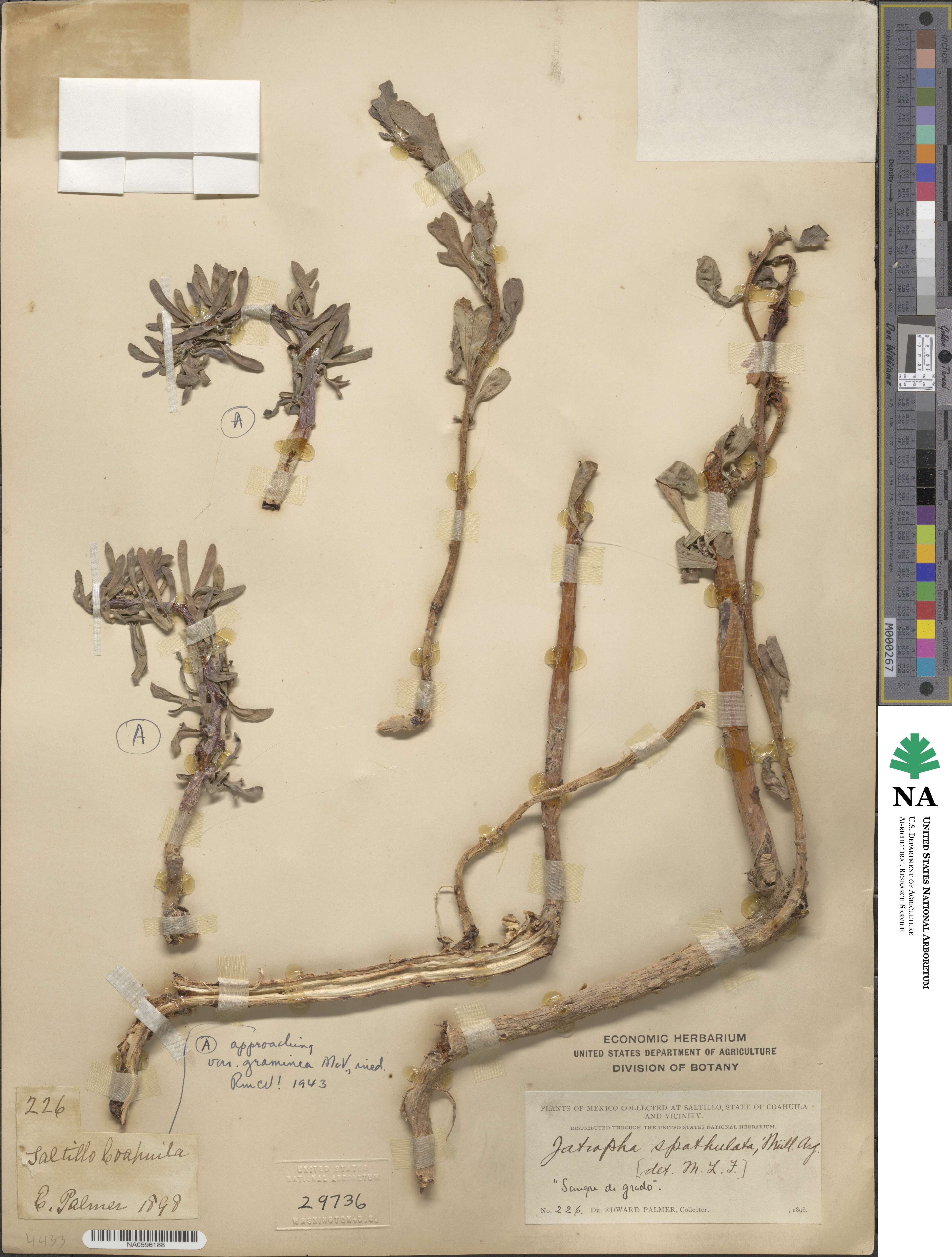 Jatropha dioica image